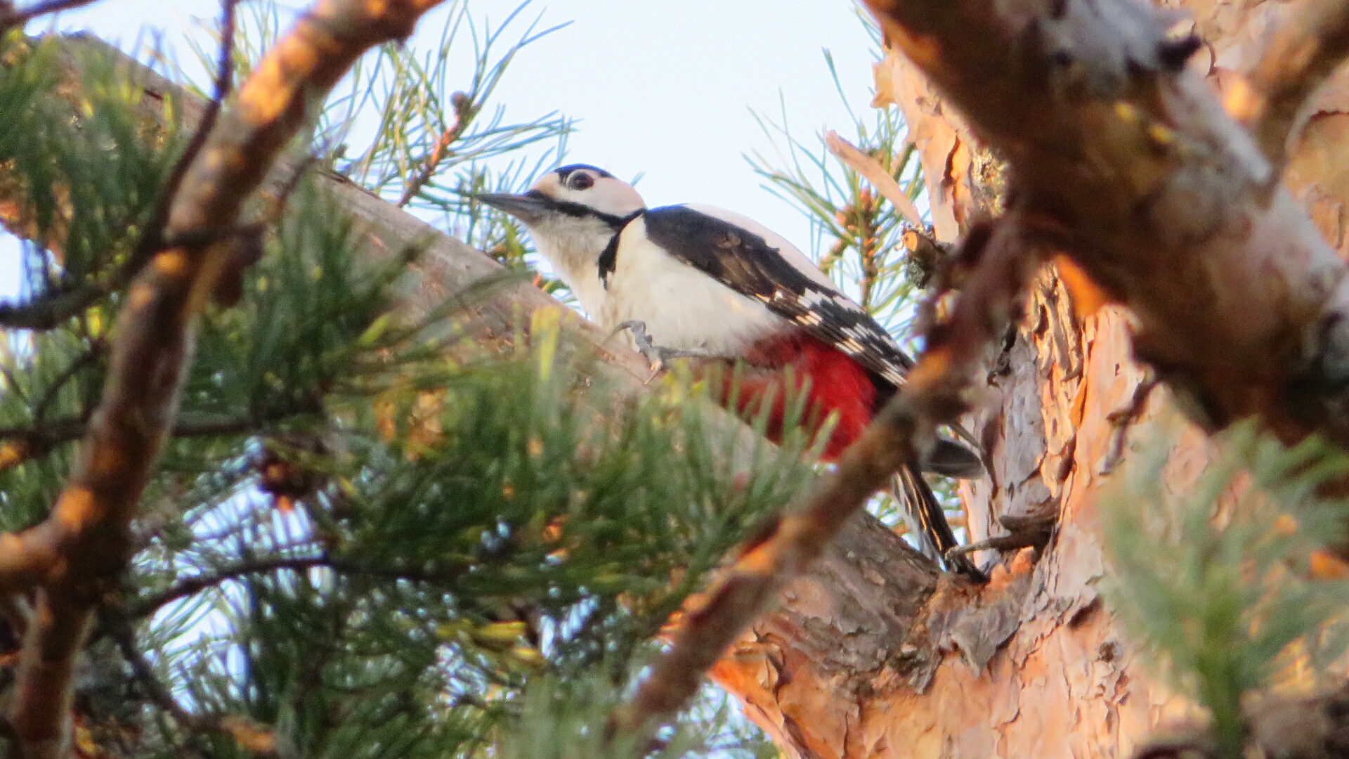 Valokuvaaja: Risto Kangassalo Valokuvaaja: Risto Kangassalo