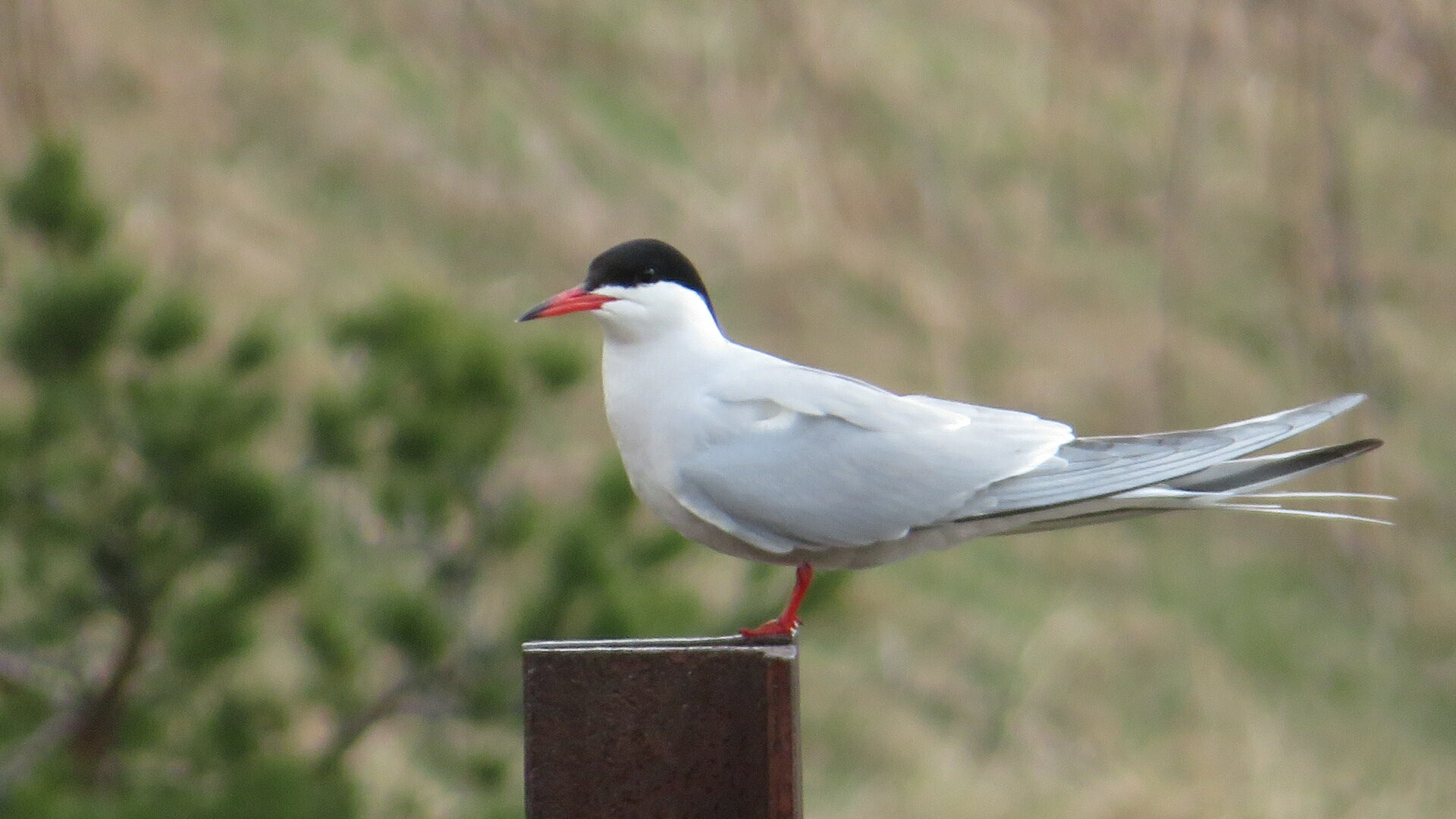 Valokuvaaja: Risto Kangassalo Valokuvaaja: Risto Kangassalo