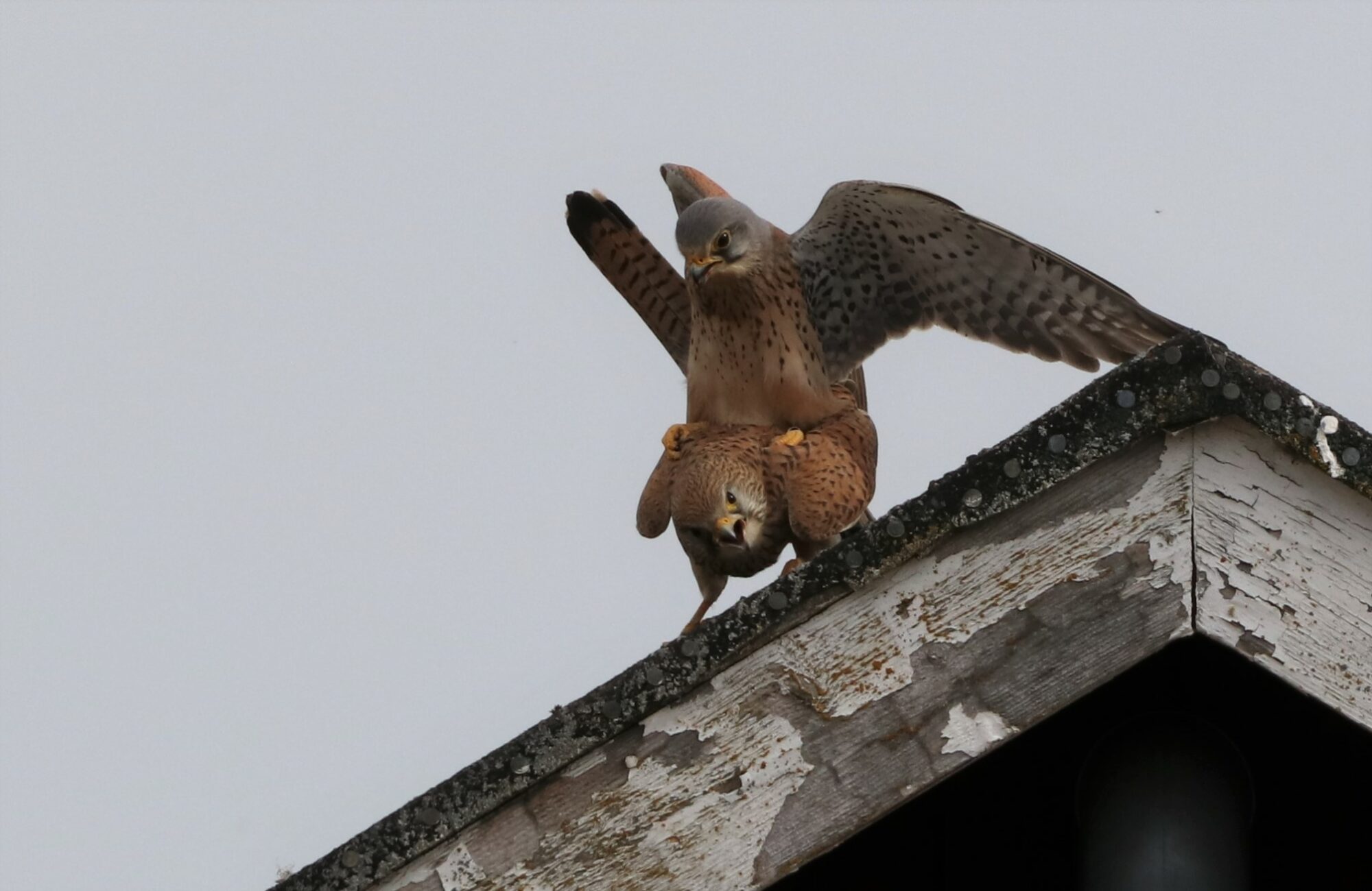 Valokuvaaja: Marjo Jalonen