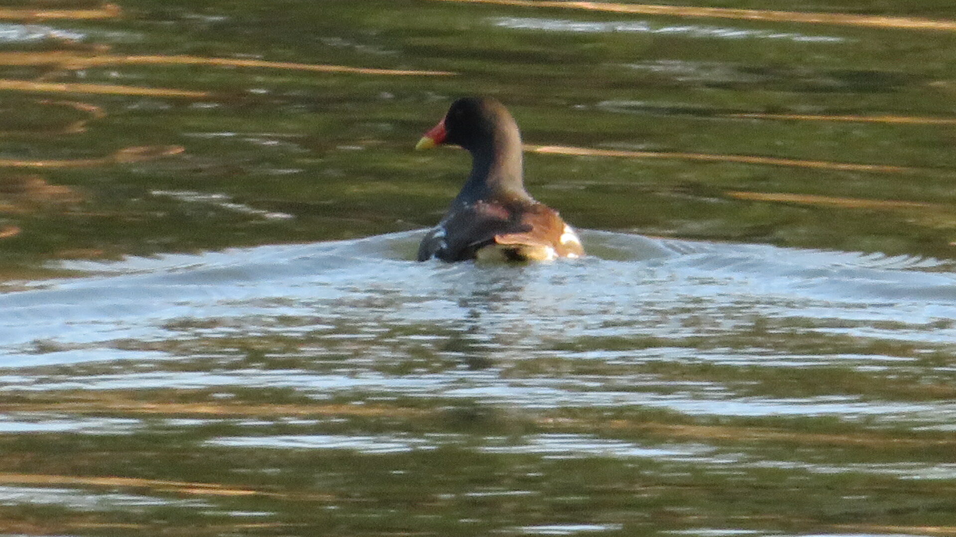 Valokuvaaja: Risto Kangassalo