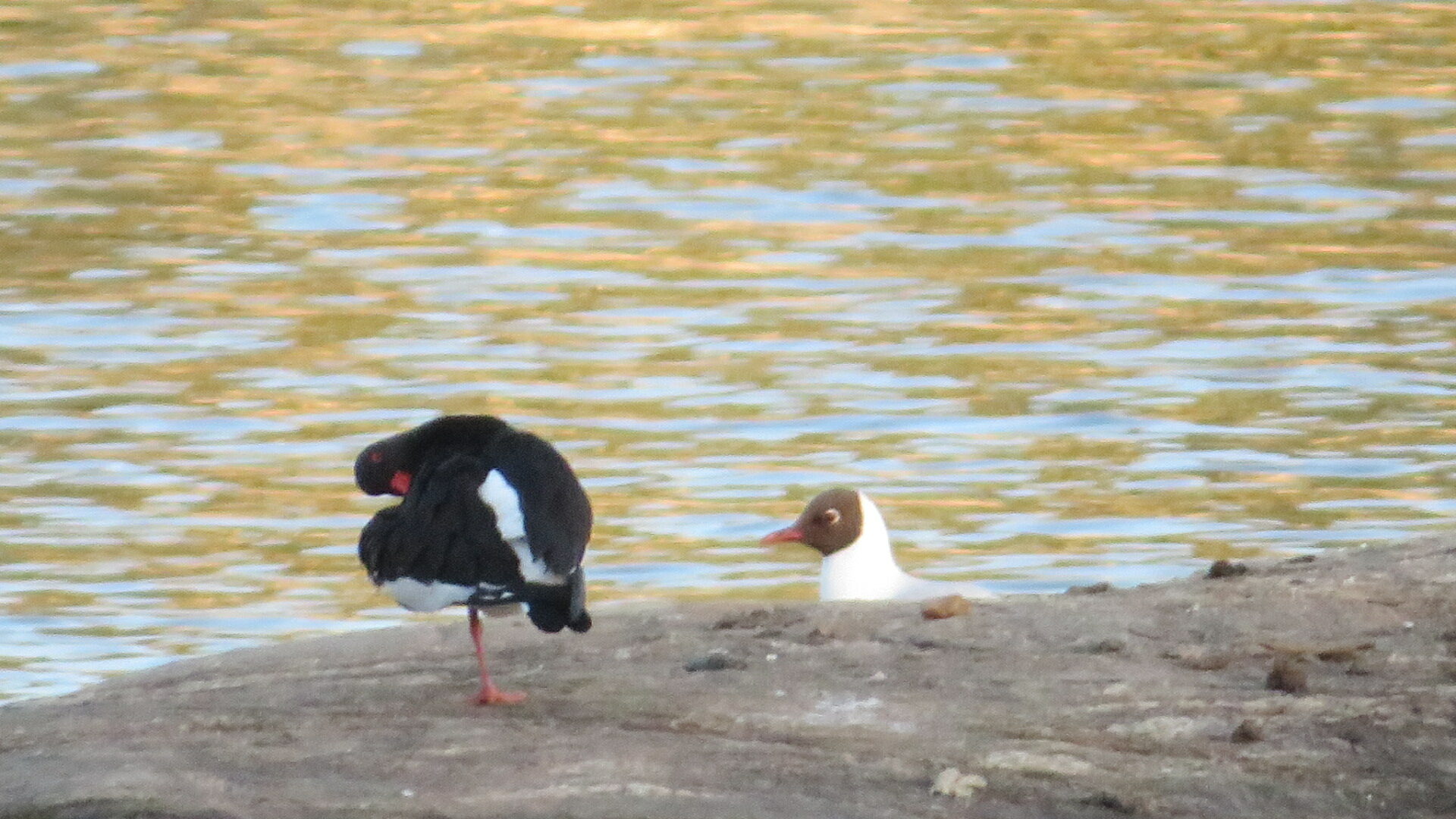 Valokuvaaja: Risto Kangassalo