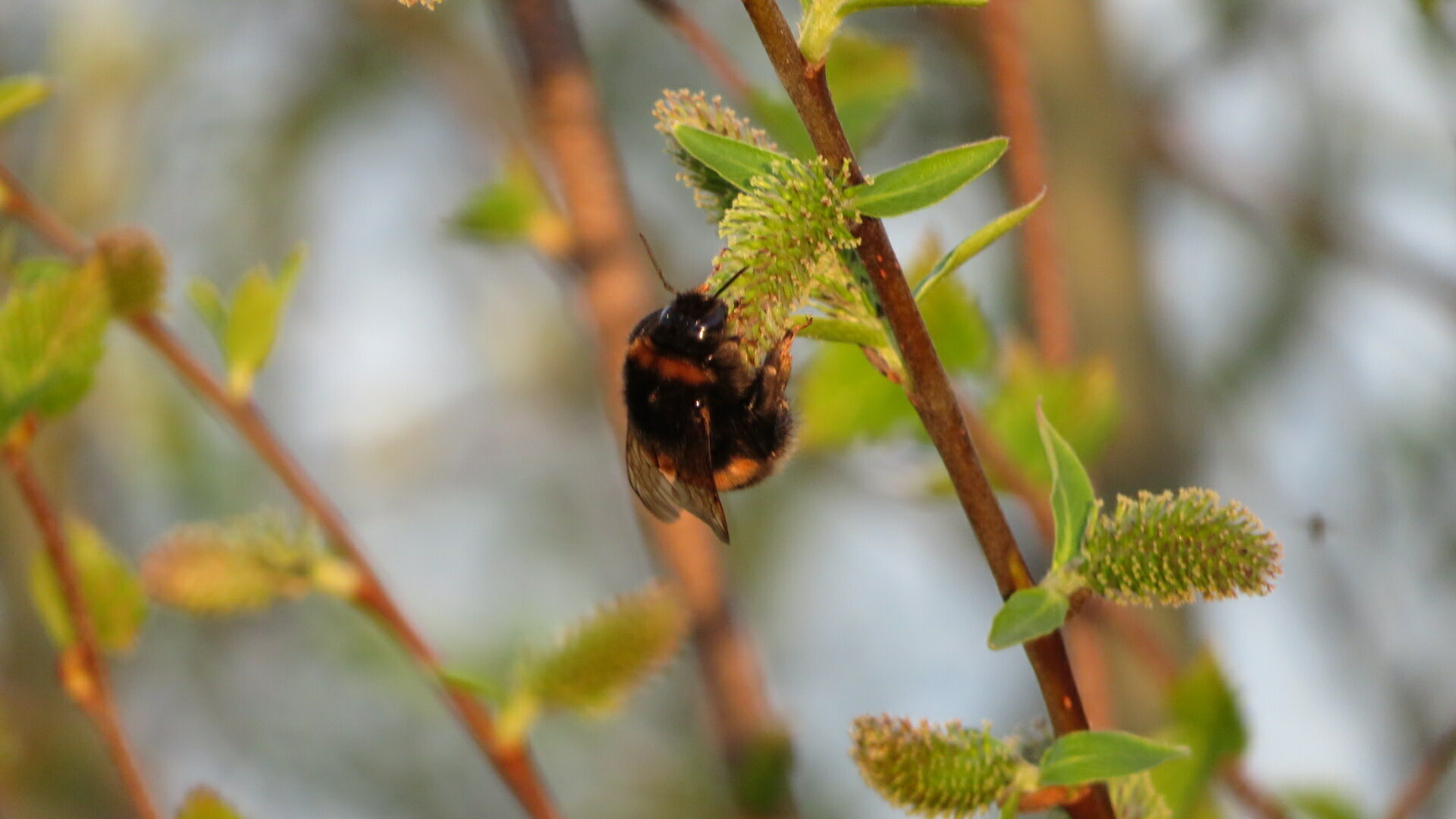 Valokuvaaja: Risto Kangassalo