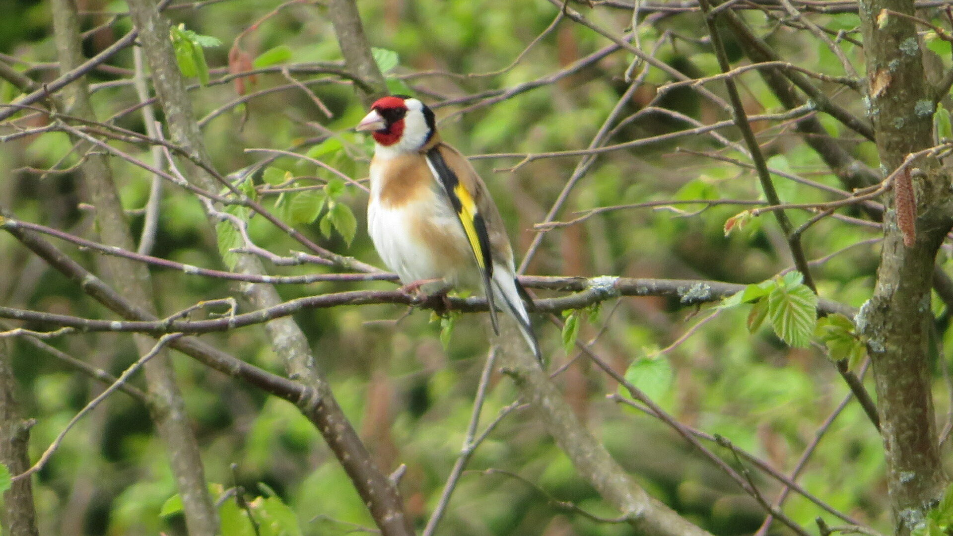 Valokuvaaja: Risto Kangassalo