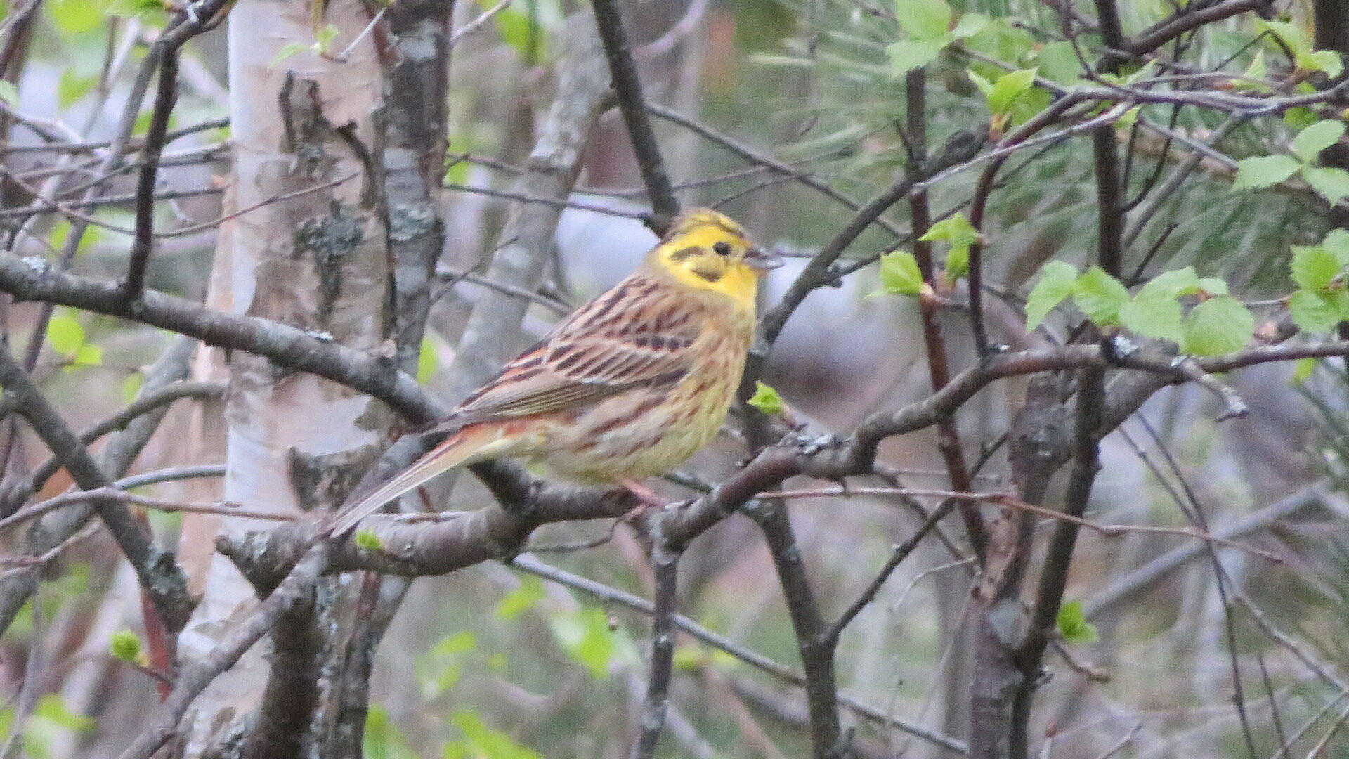 Valokuvaaja: Risto Kangassalo