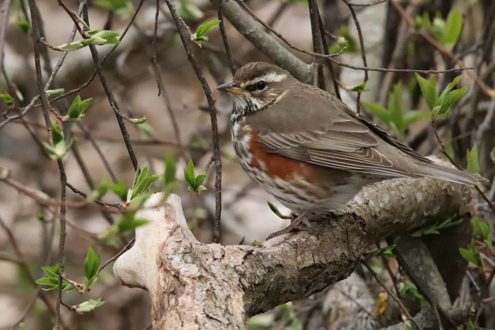 Valokuvaaja: Irja Lehtinen Valokuvaaja: Irja Lehtinen