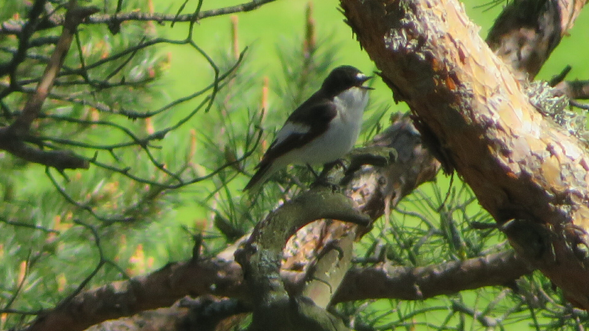 Valokuvaaja: Risto Kangassalo