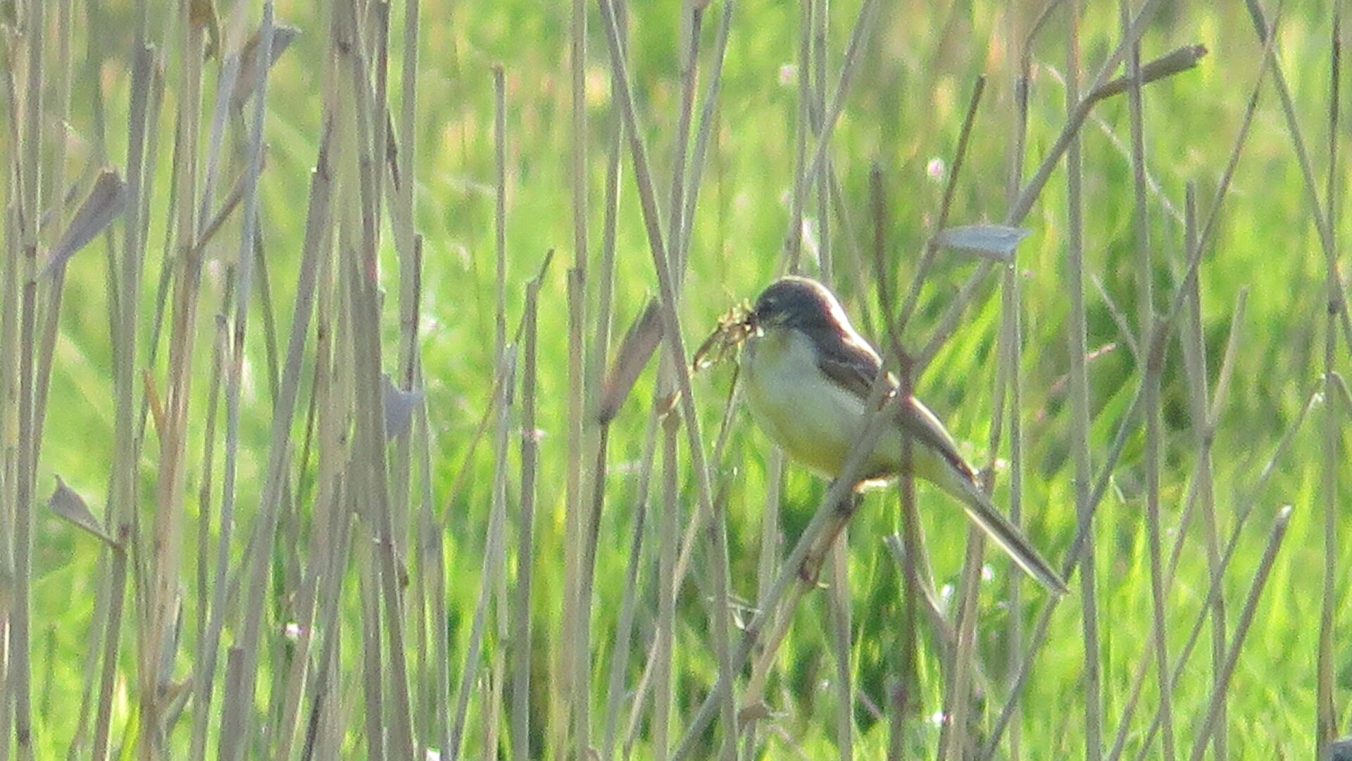Valokuvaaja: Risto Kangassalo Valokuvaaja: Risto Kangassalo