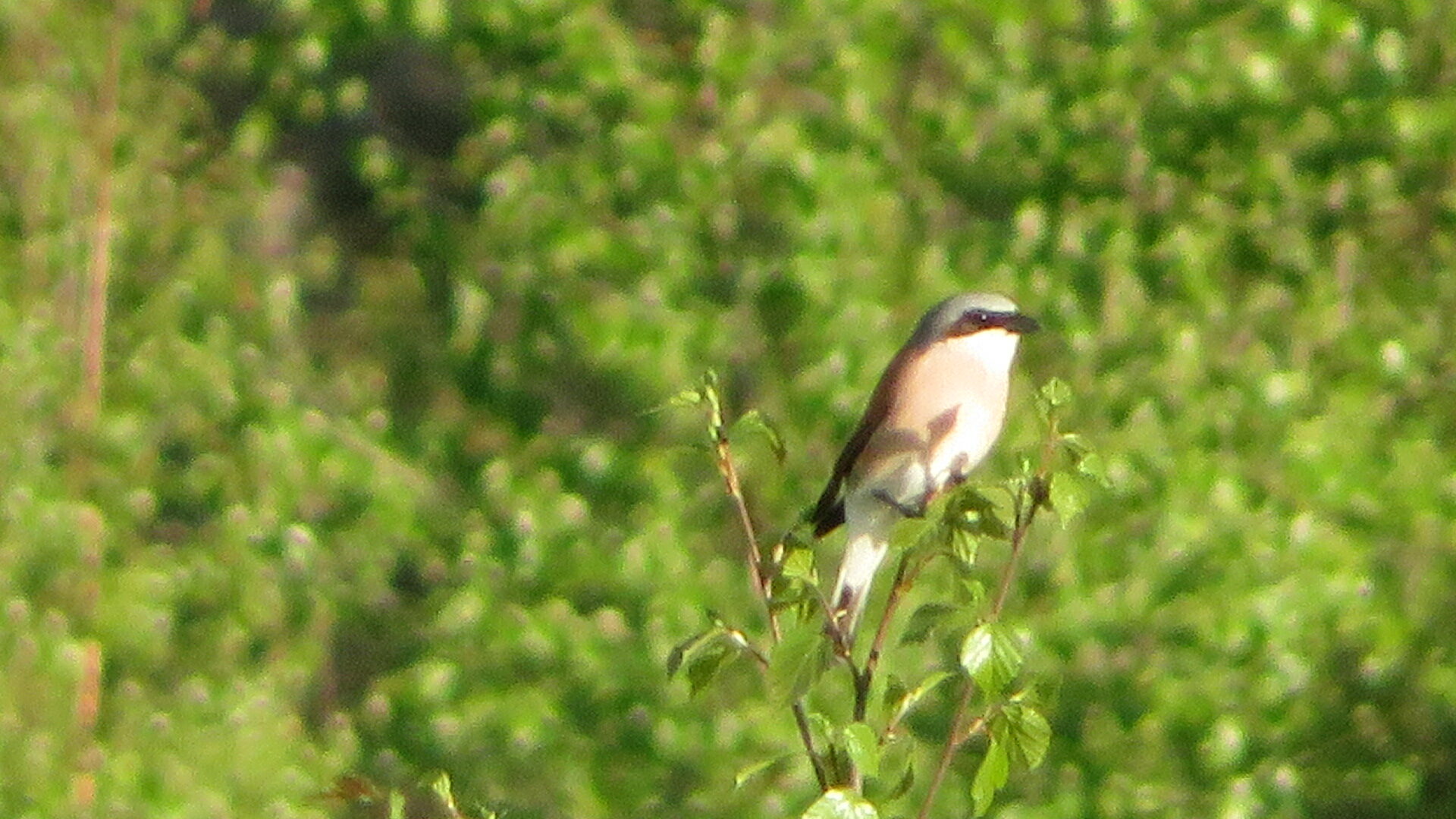 Valokuvaaja: Risto Kangassalo