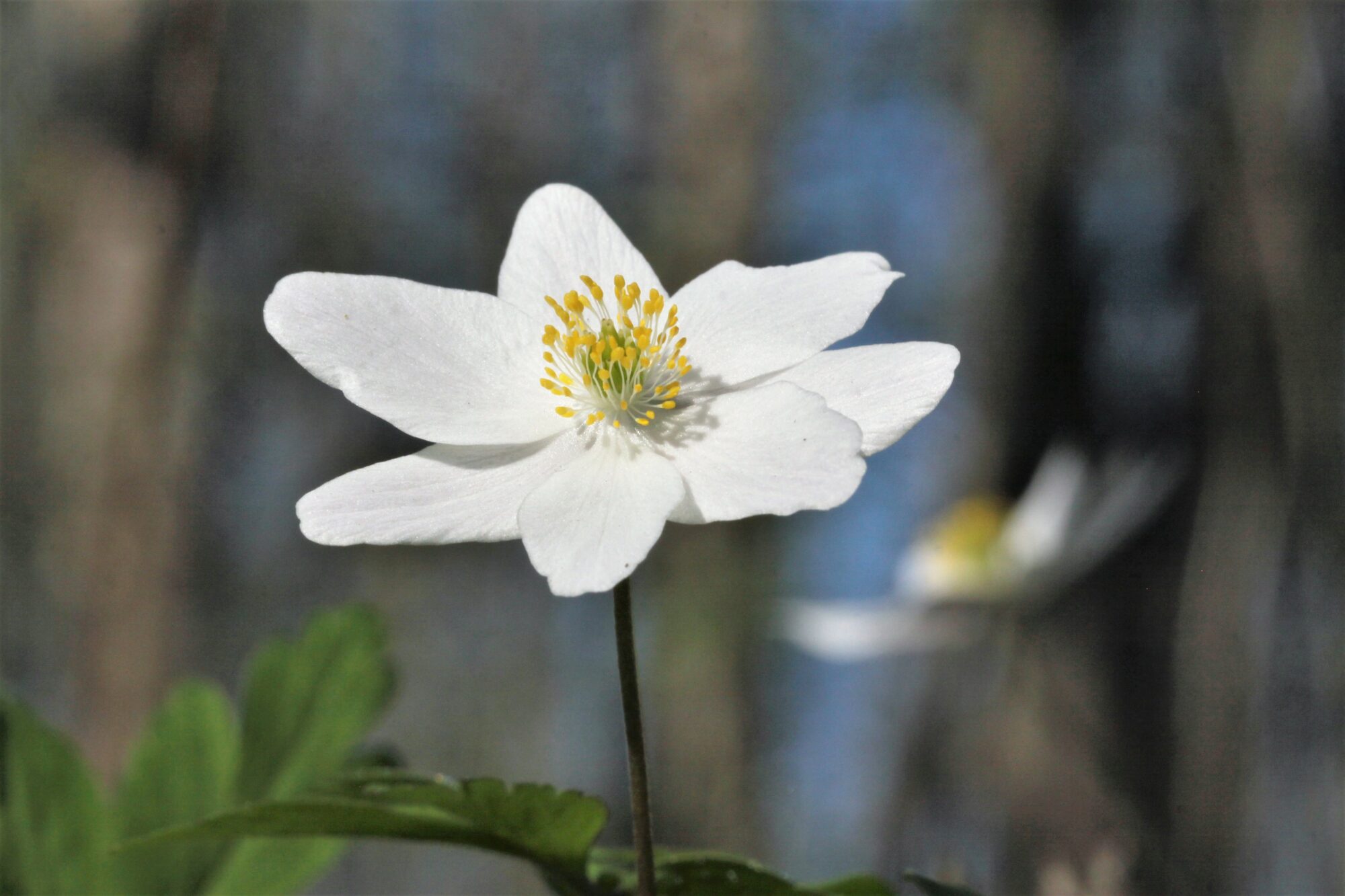 Valokuvaaja: Berndt Hannelius