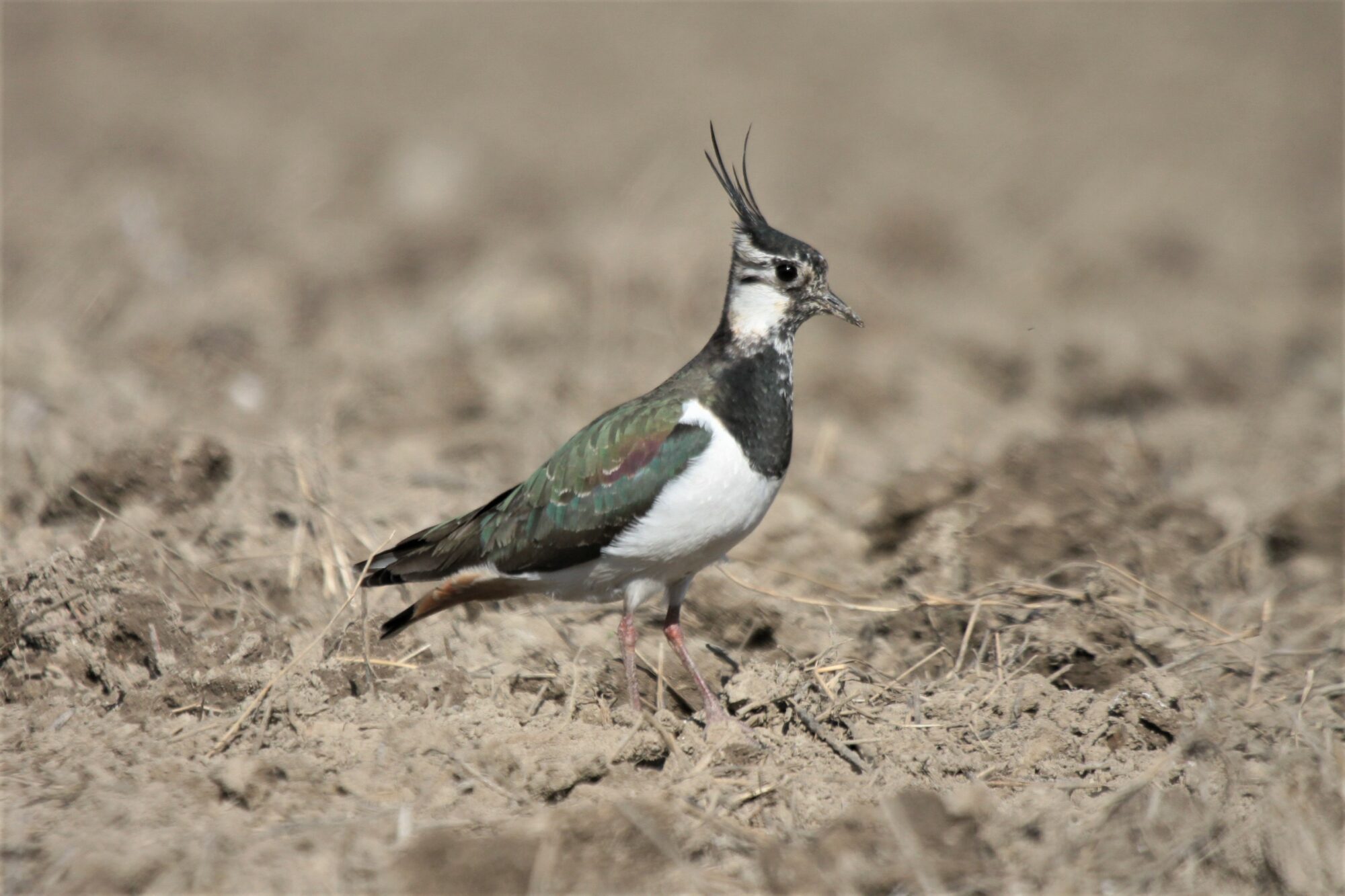 Valokuvaaja: Berndt Hannelius