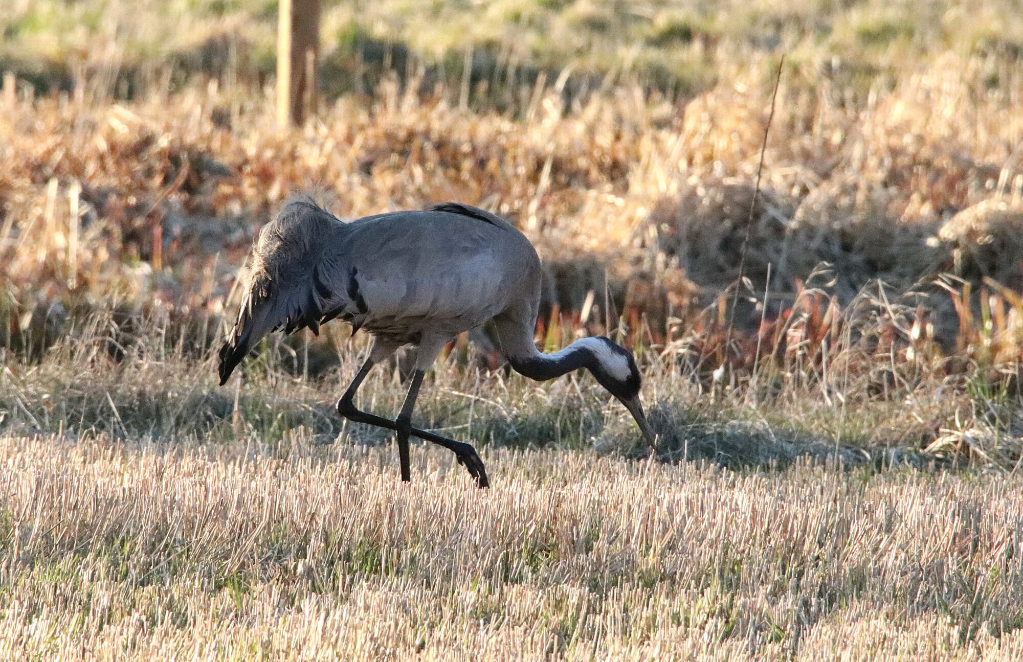 Valokuvaaja: Irja Lehtinen
