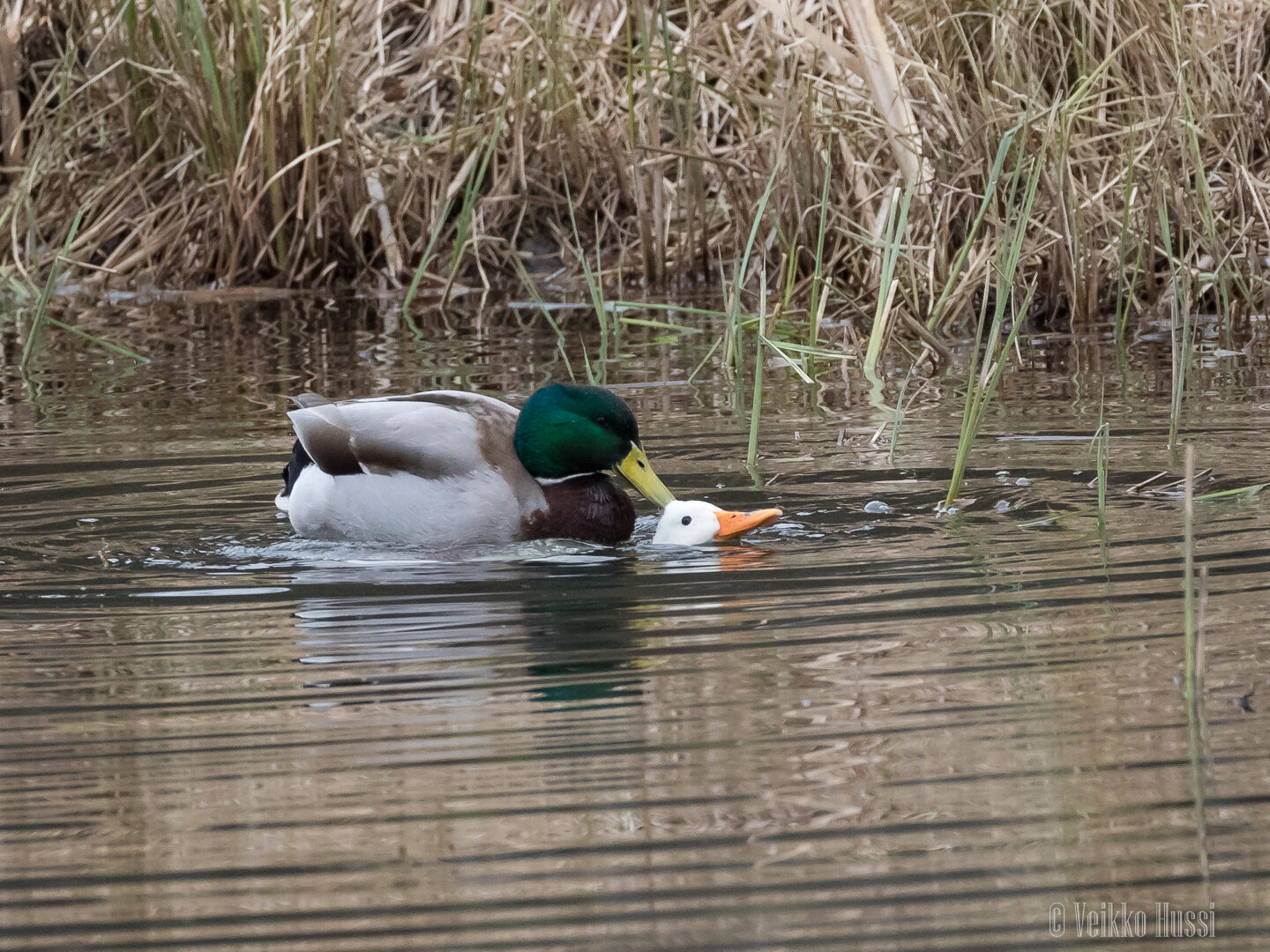 Valokuvaaja: Veikko Hussi Valokuvaaja: Veikko Hussi