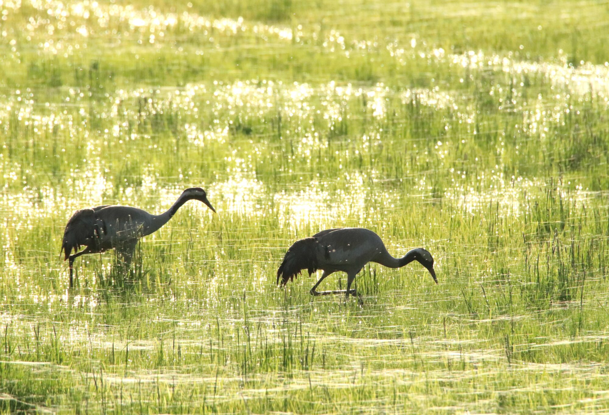 Valokuvaaja: Irja Lehtinen