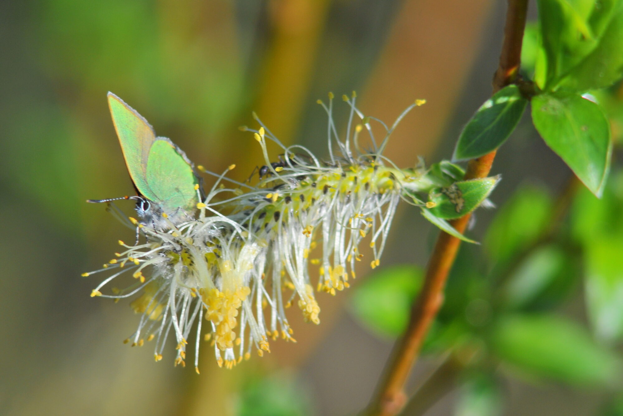 Valokuvaaja: Kaarlo Asikainen