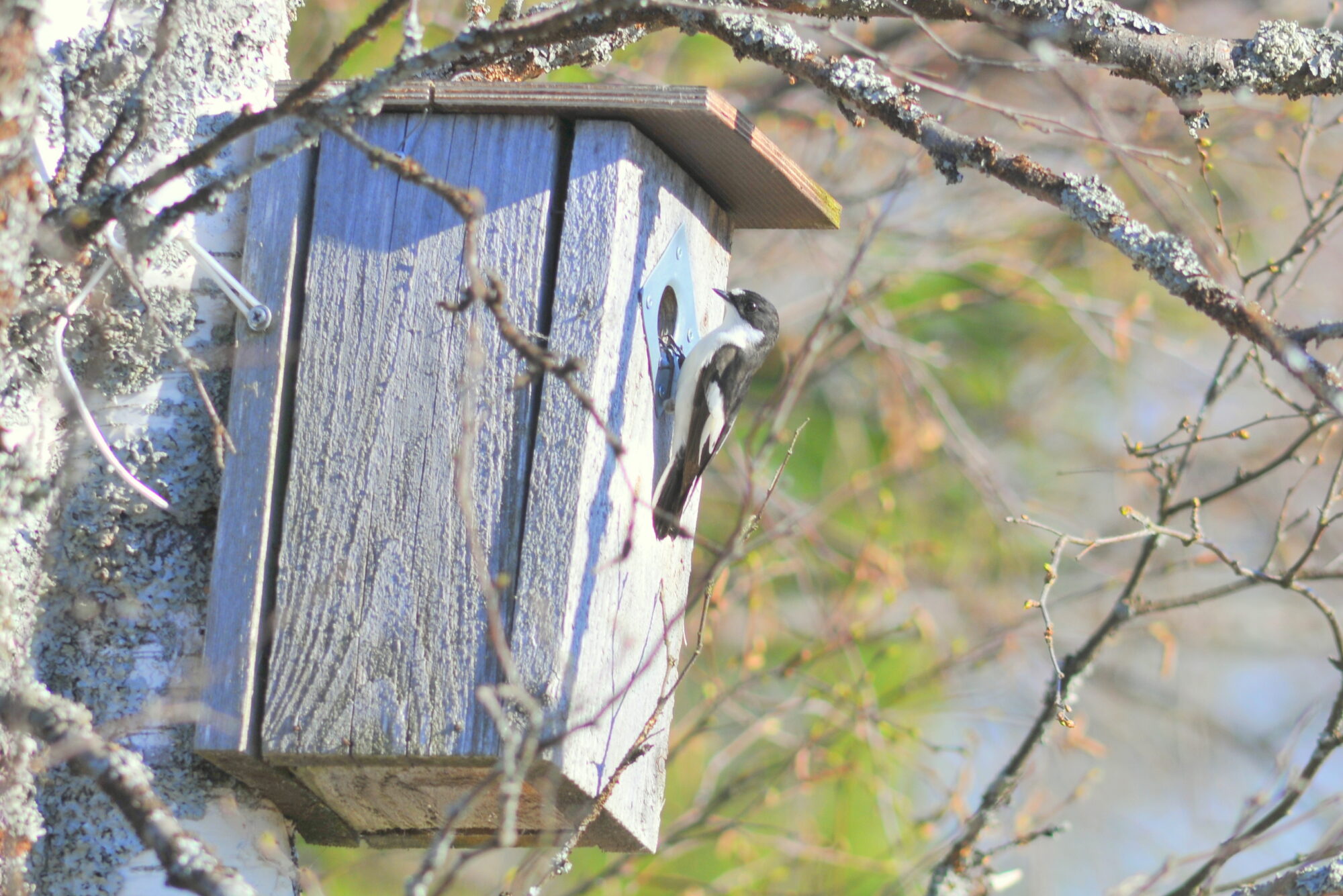 Valokuvaaja: Kaarlo Asikainen