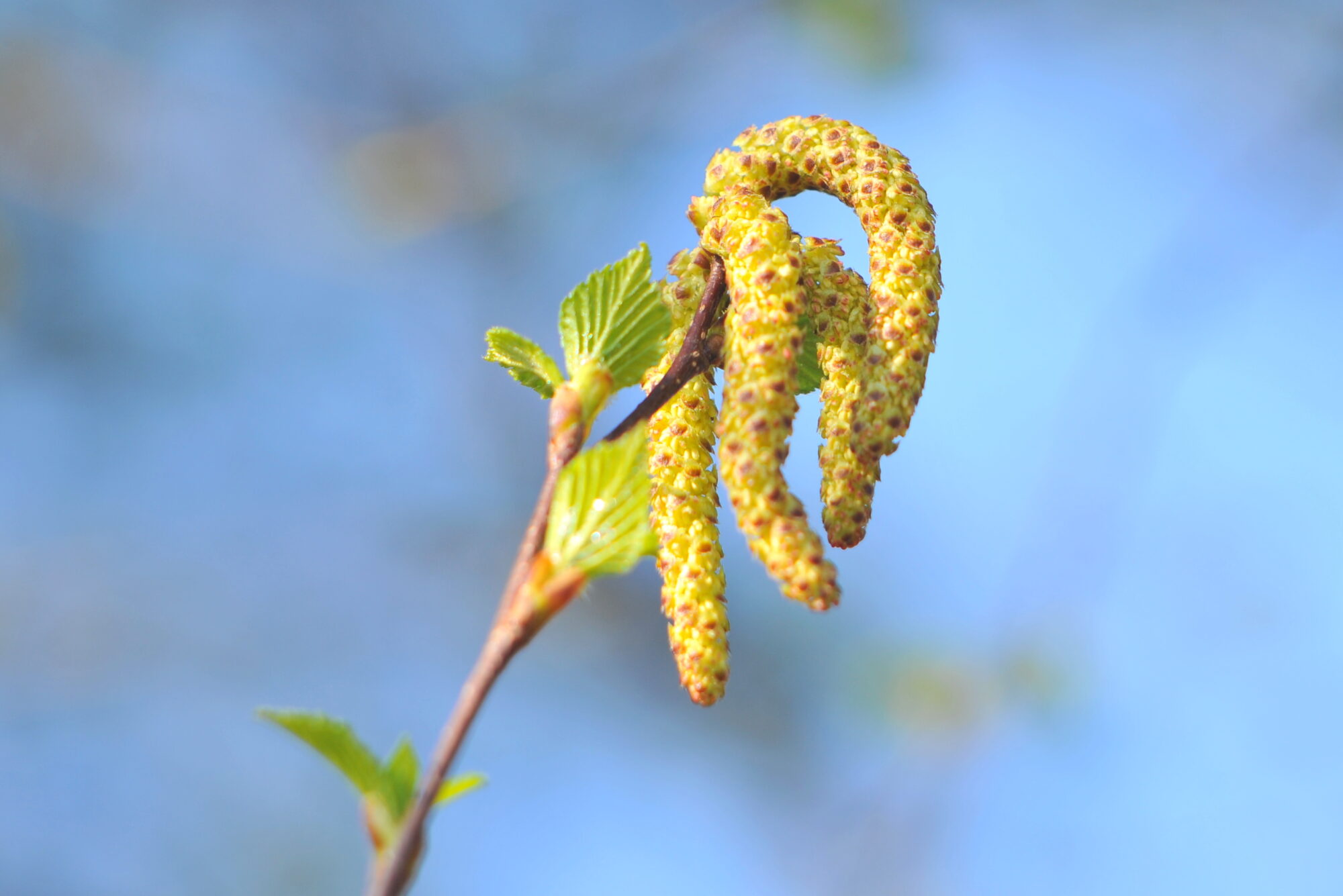 Valokuvaaja: Kaarlo Asikainen