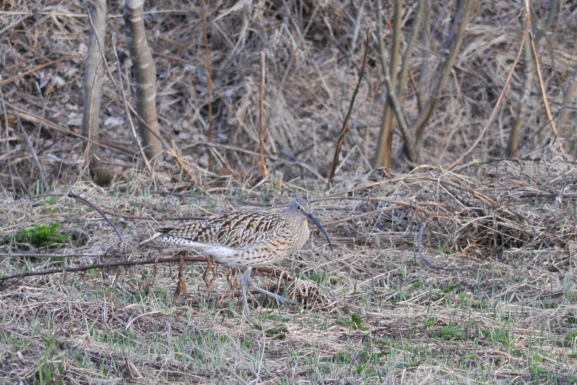 Valokuvaaja: Kaarlo Asikainen Valokuvaaja: Kaarlo Asikainen