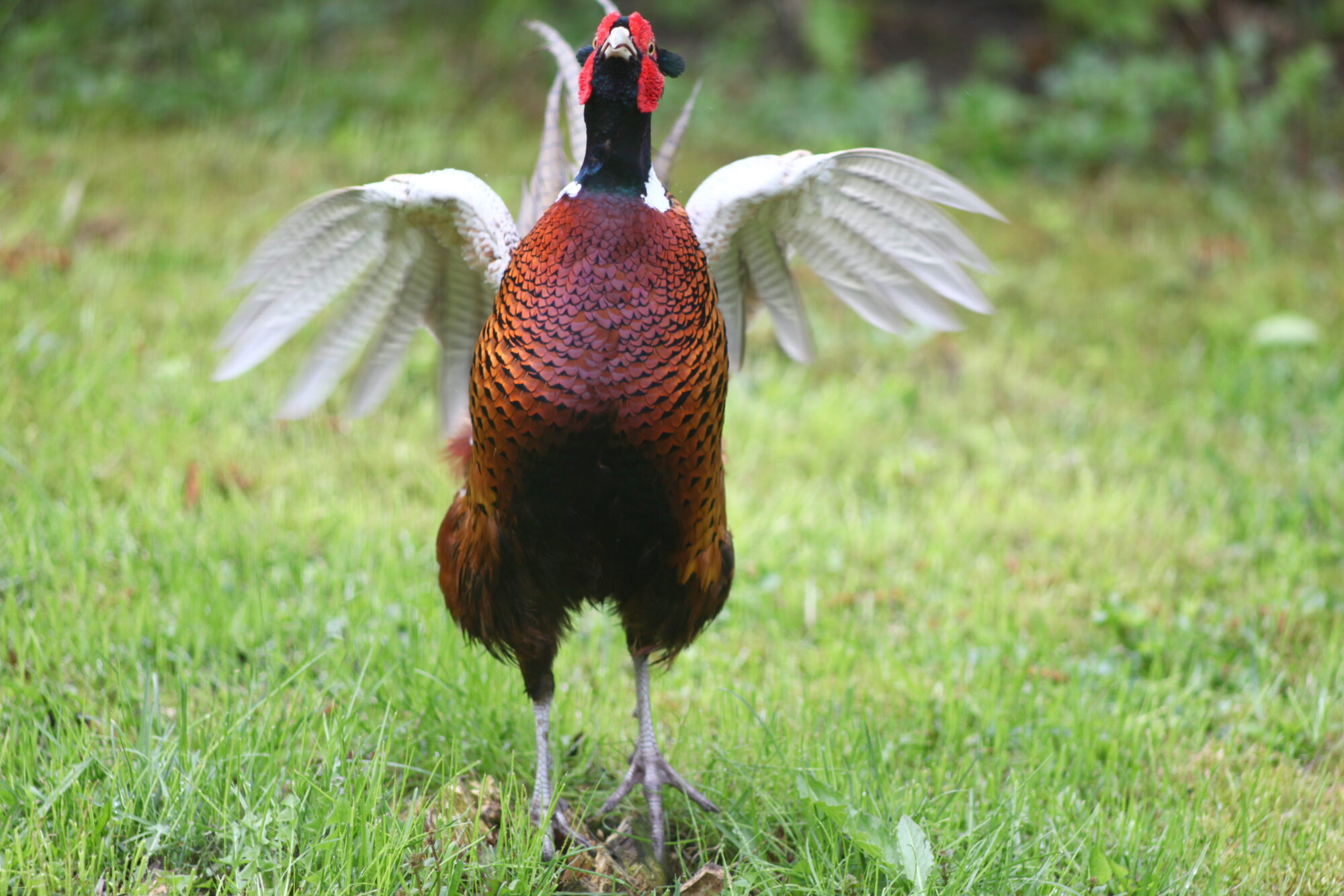 Valokuvaaja: Kaarlo Asikainen