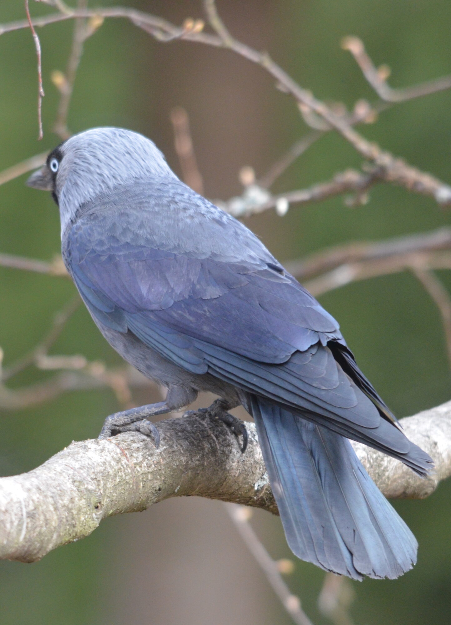 Valokuvaaja: Kaarlo Asikainen