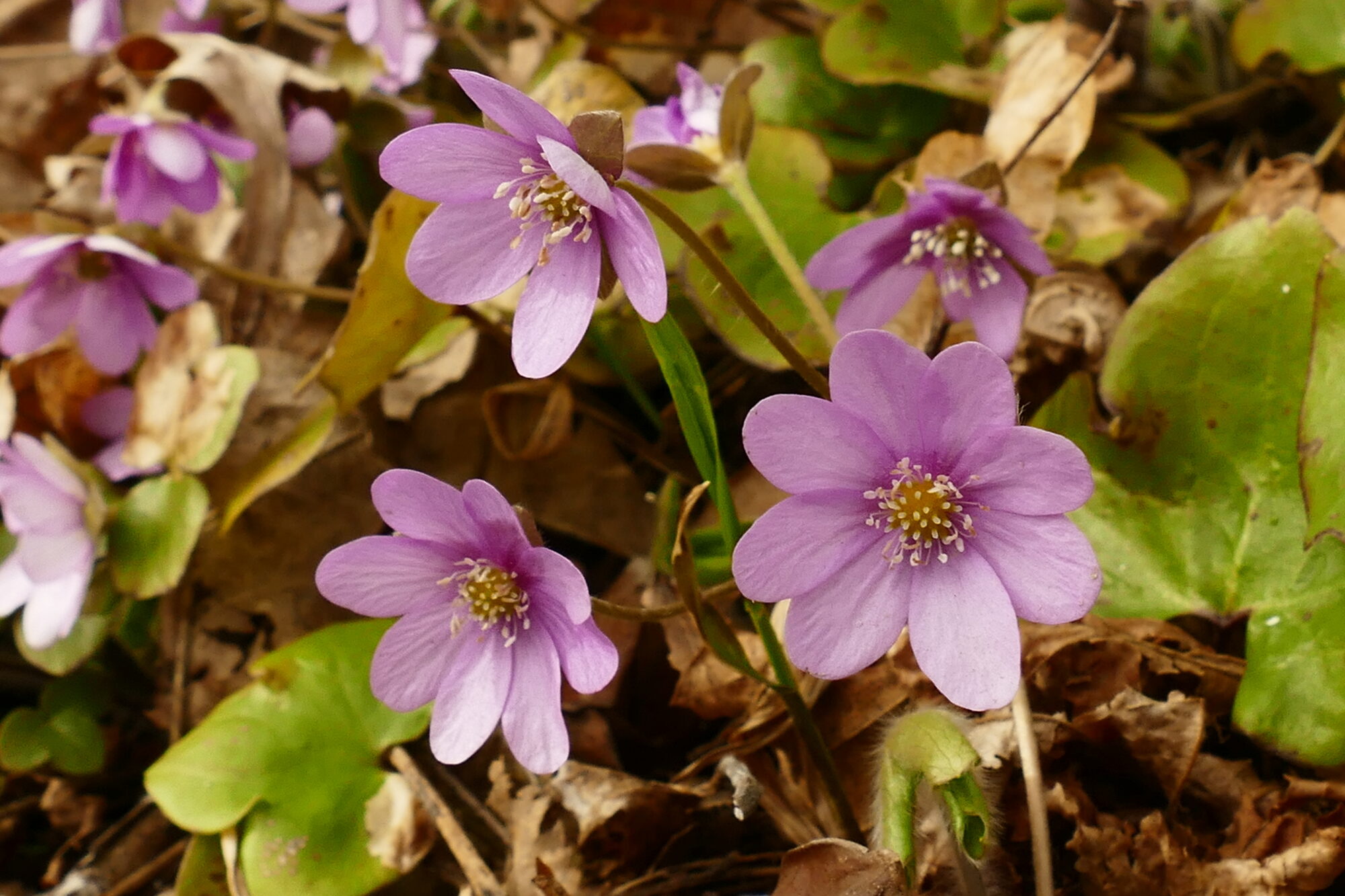 Valokuvaaja: Miia Pesu