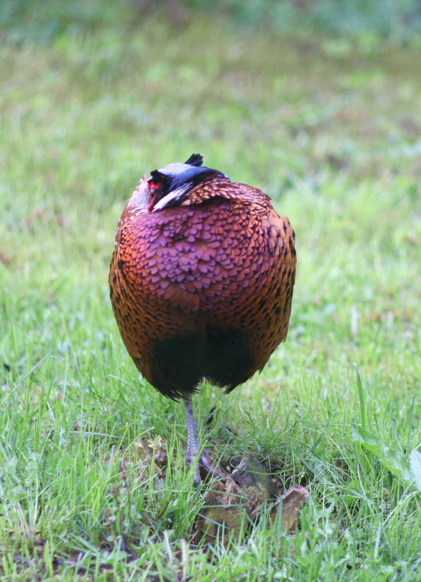 Valokuvaaja: Kaarlo Asikainen