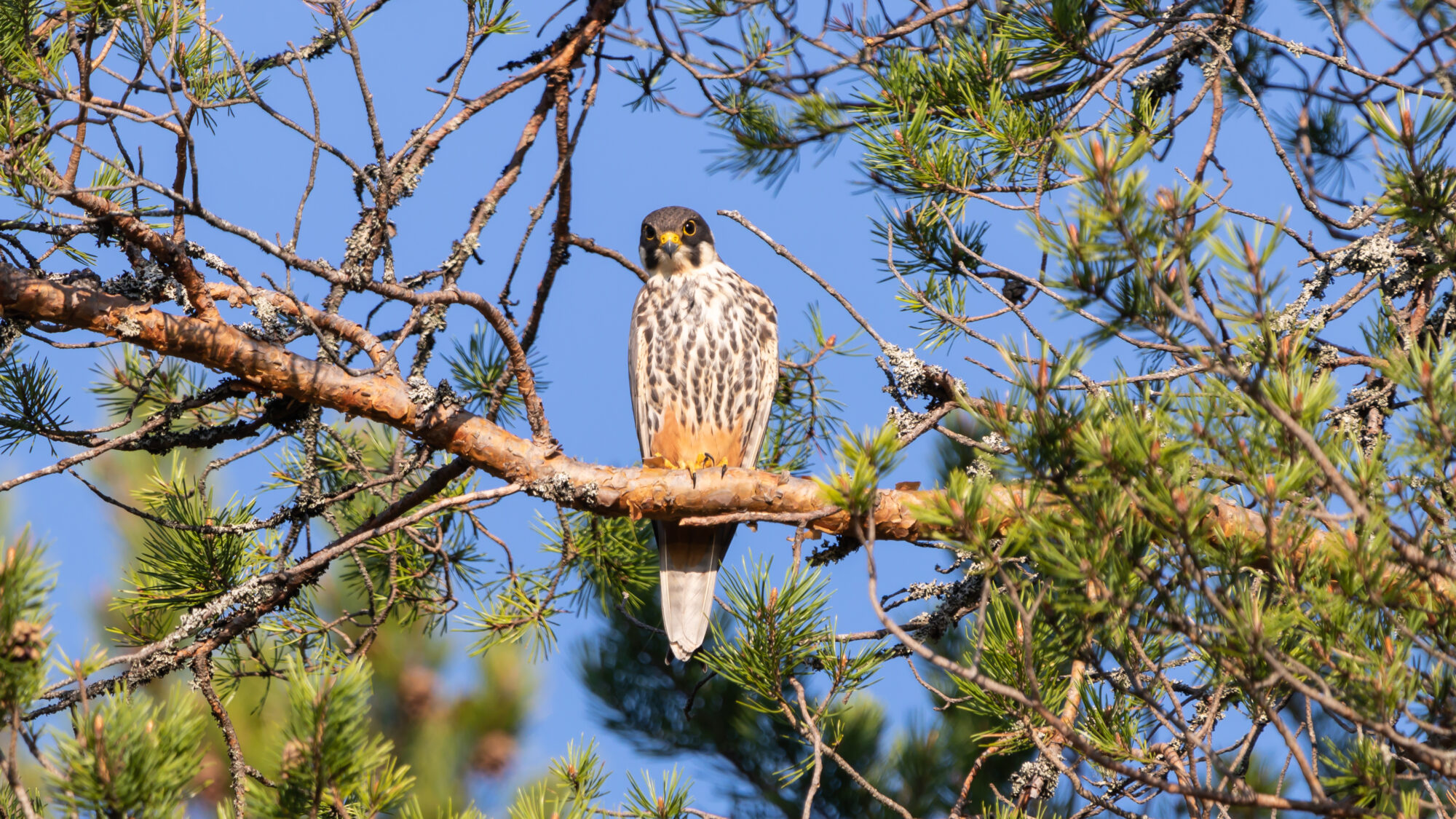 Valokuvaaja: Tommi Kujala
