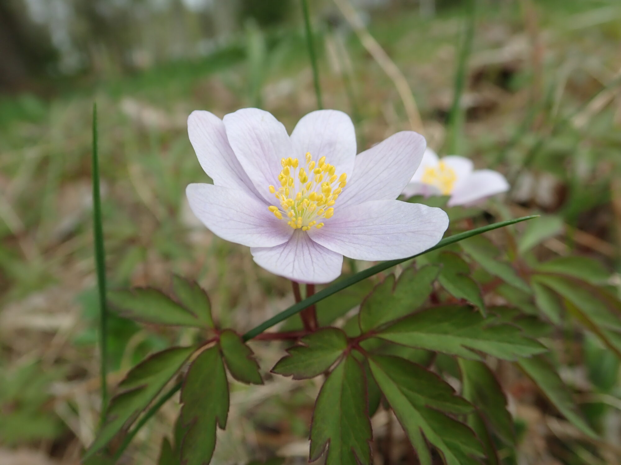 Valokuvaaja: Soili Vesanen