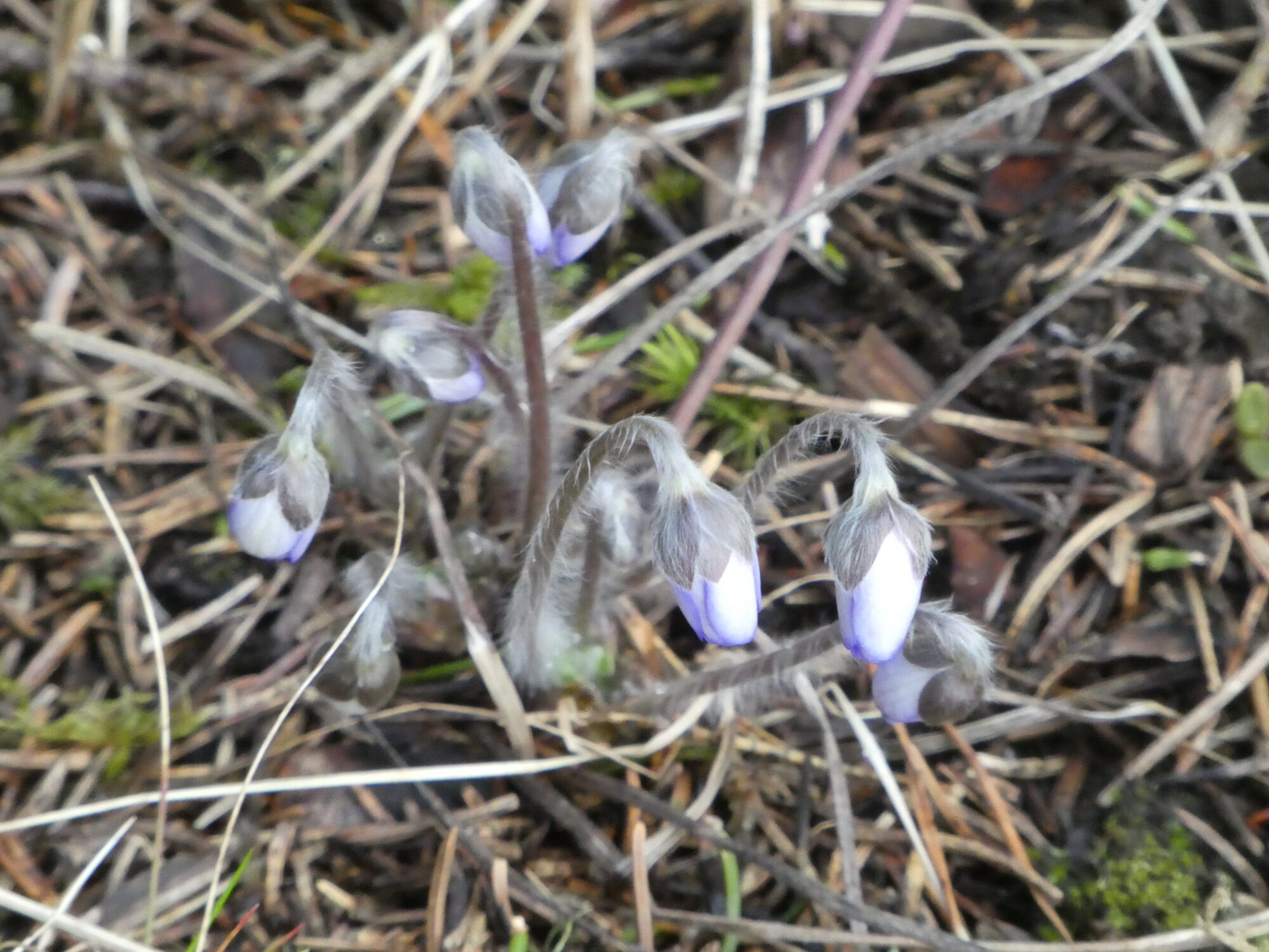 Valokuvaaja: Anja Mustamaa