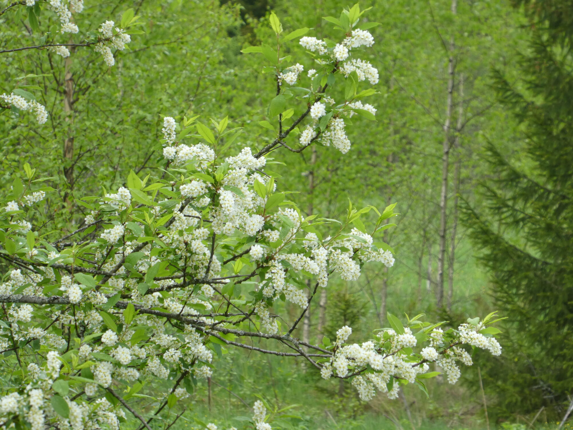 Valokuvaaja: Anja Mustamaa