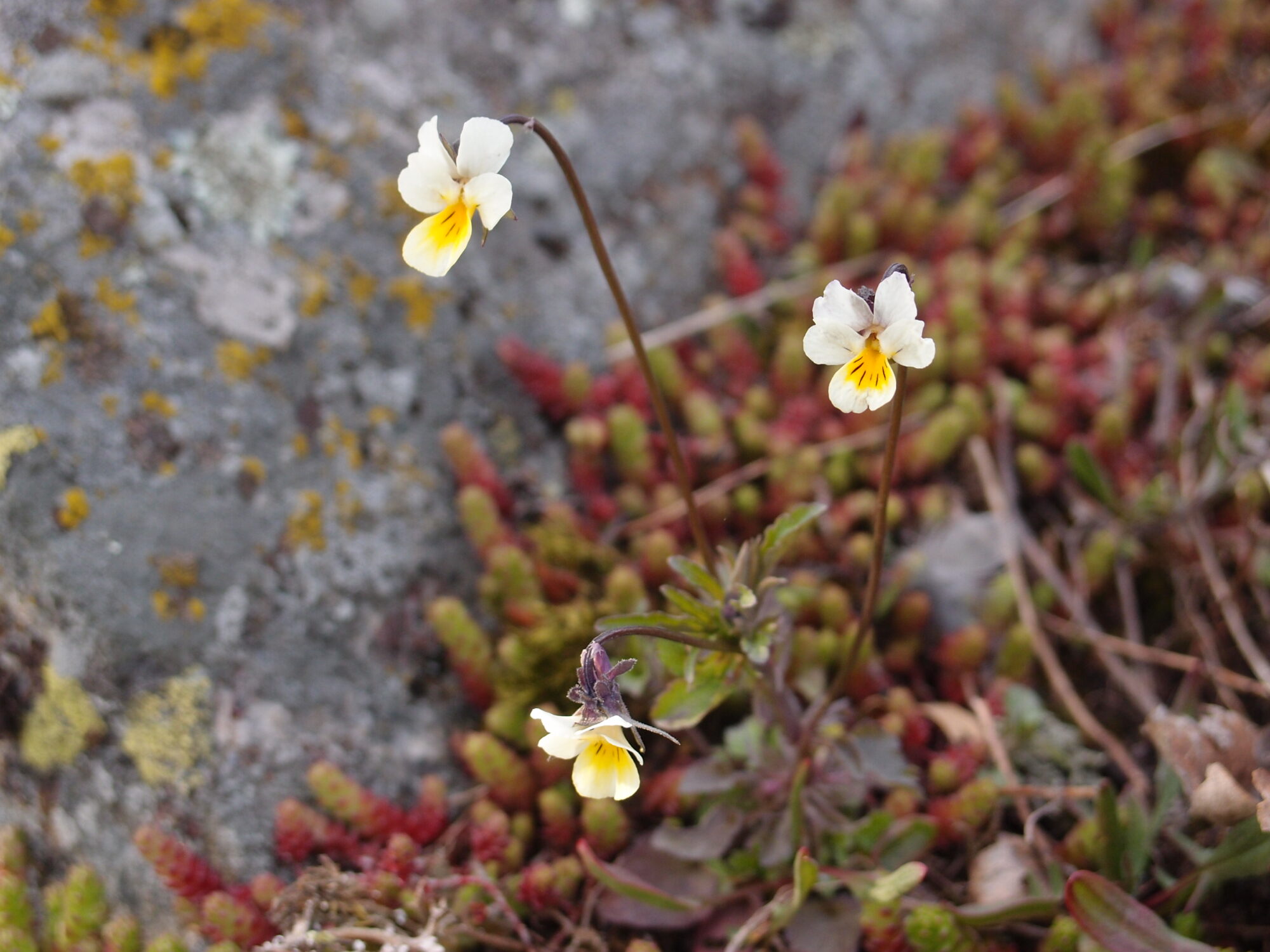 Valokuvaaja: Risto Kangassalo