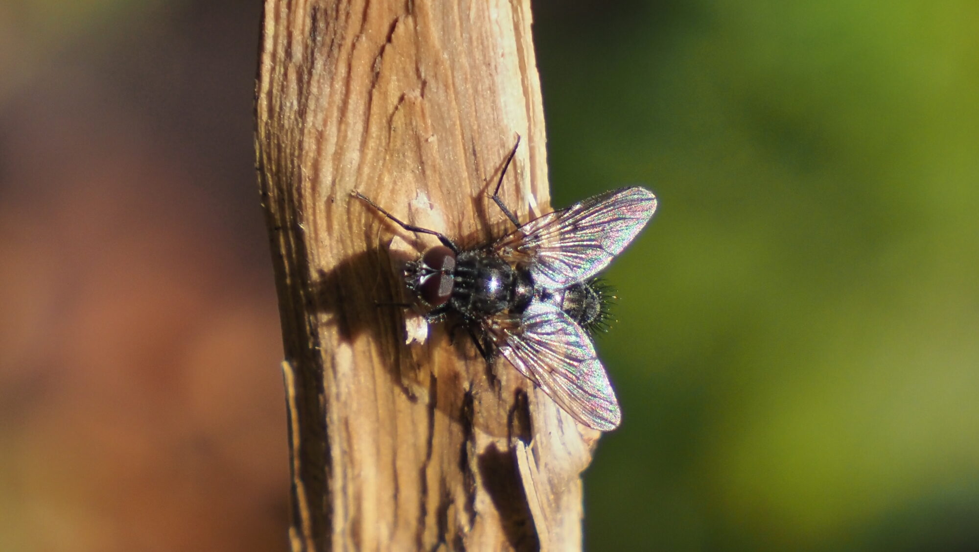 Valokuvaaja: Arja Valtonen
