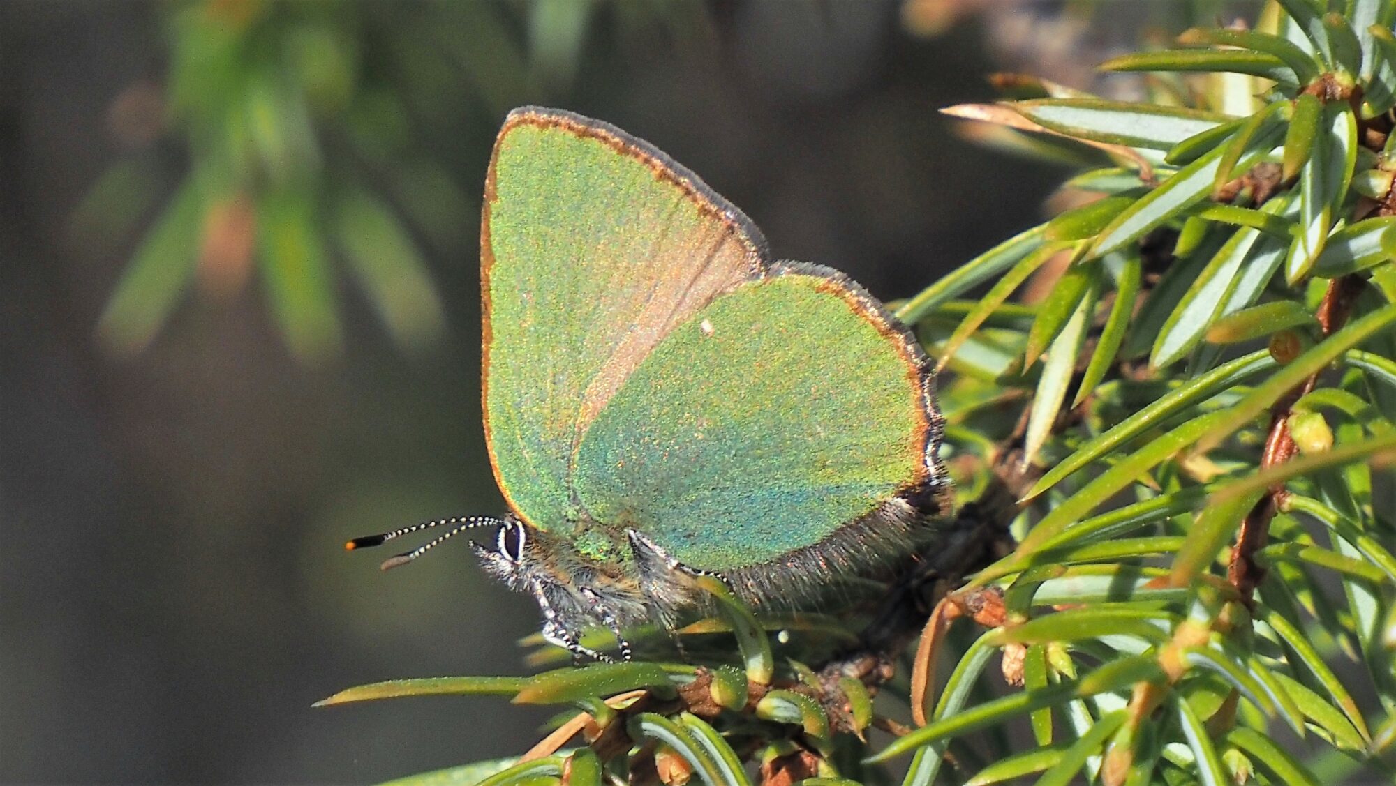 Valokuvaaja: Arja Valtonen