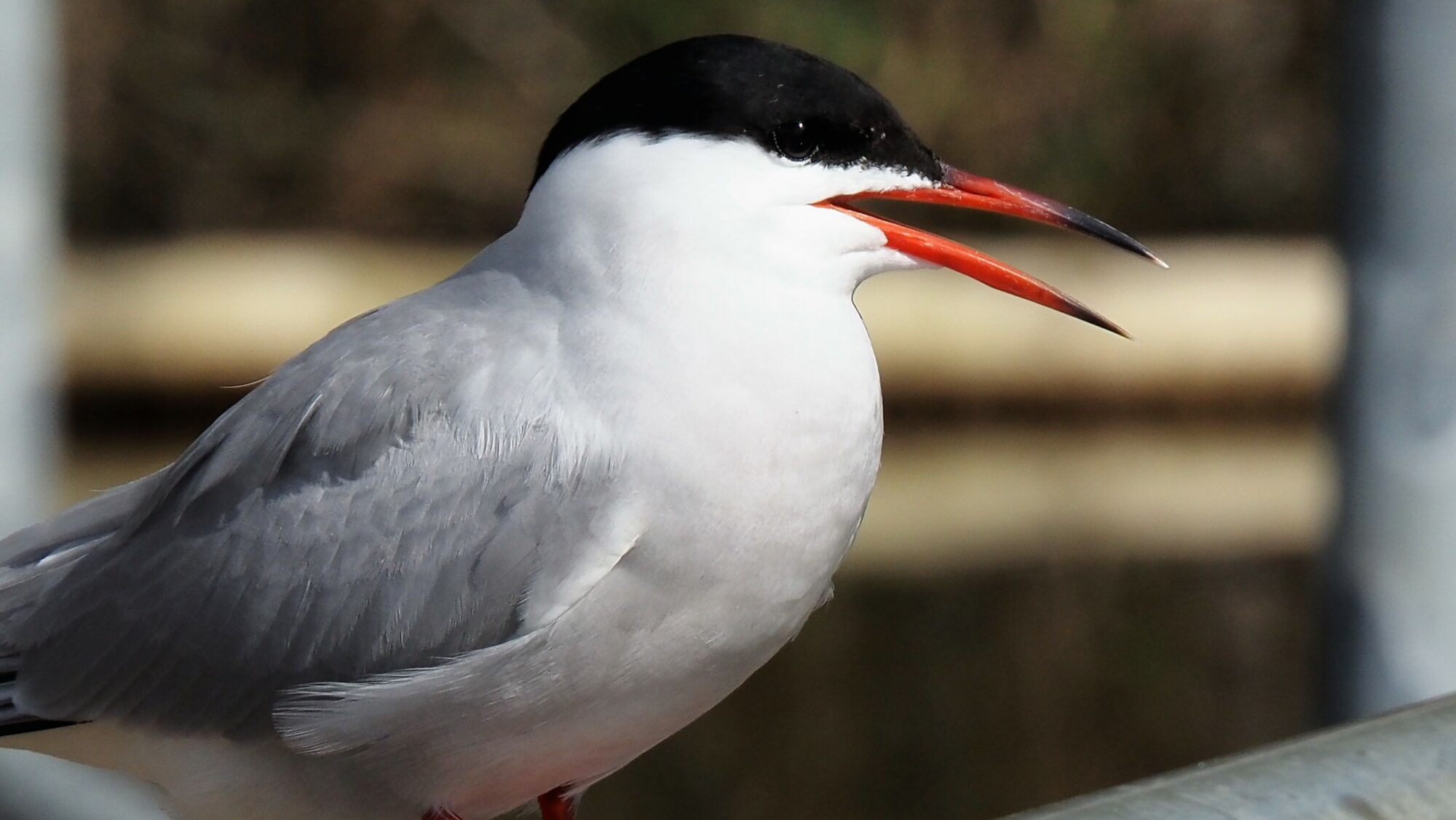 Valokuvaaja: Arja Valtonen