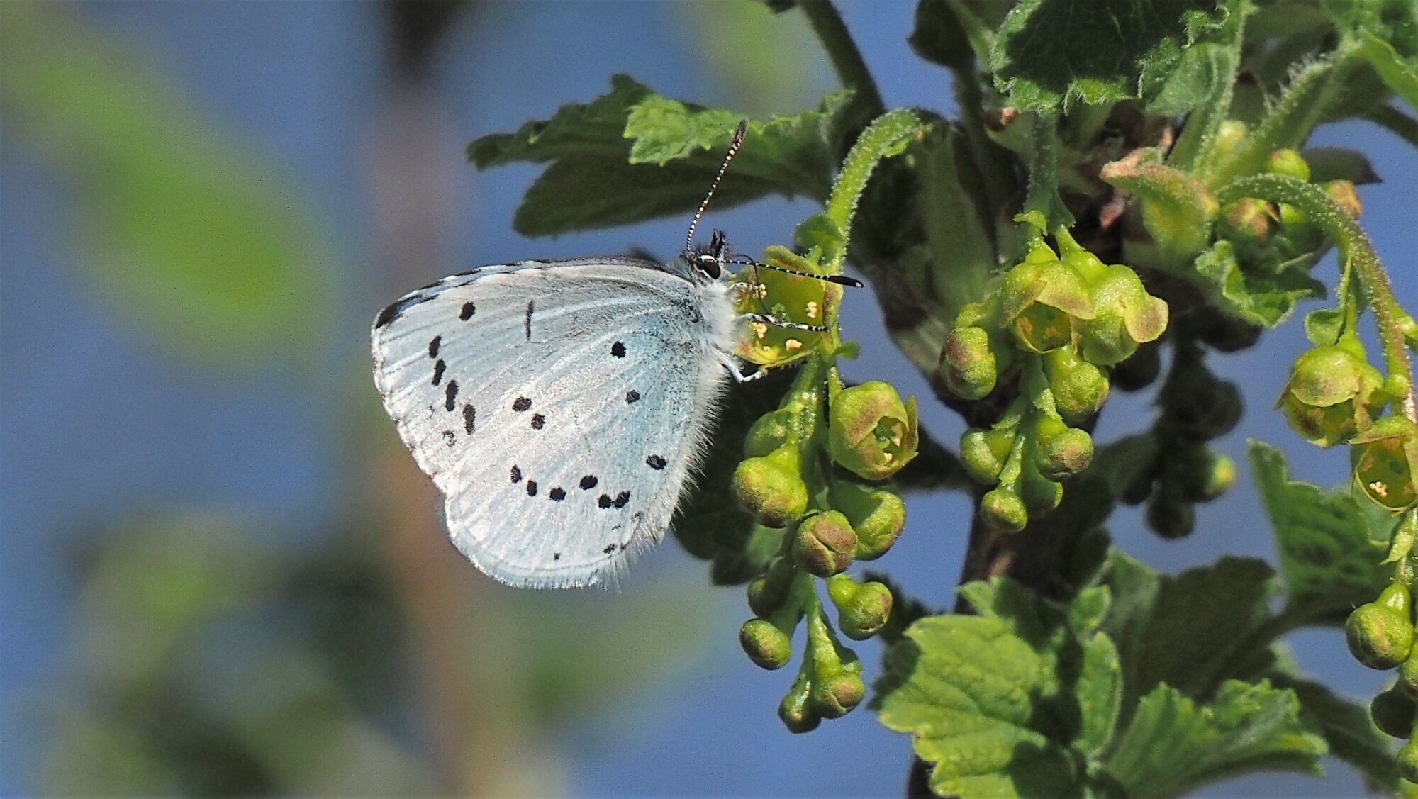 Valokuvaaja: Arja Valtonen
