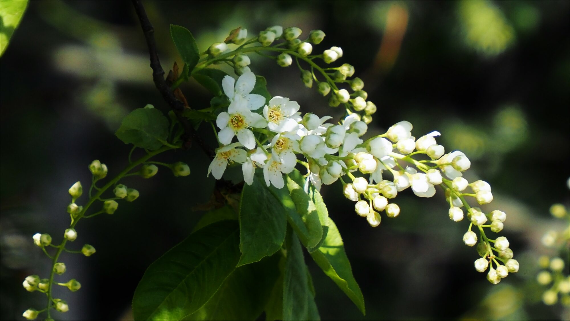 Valokuvaaja: Arja Valtonen