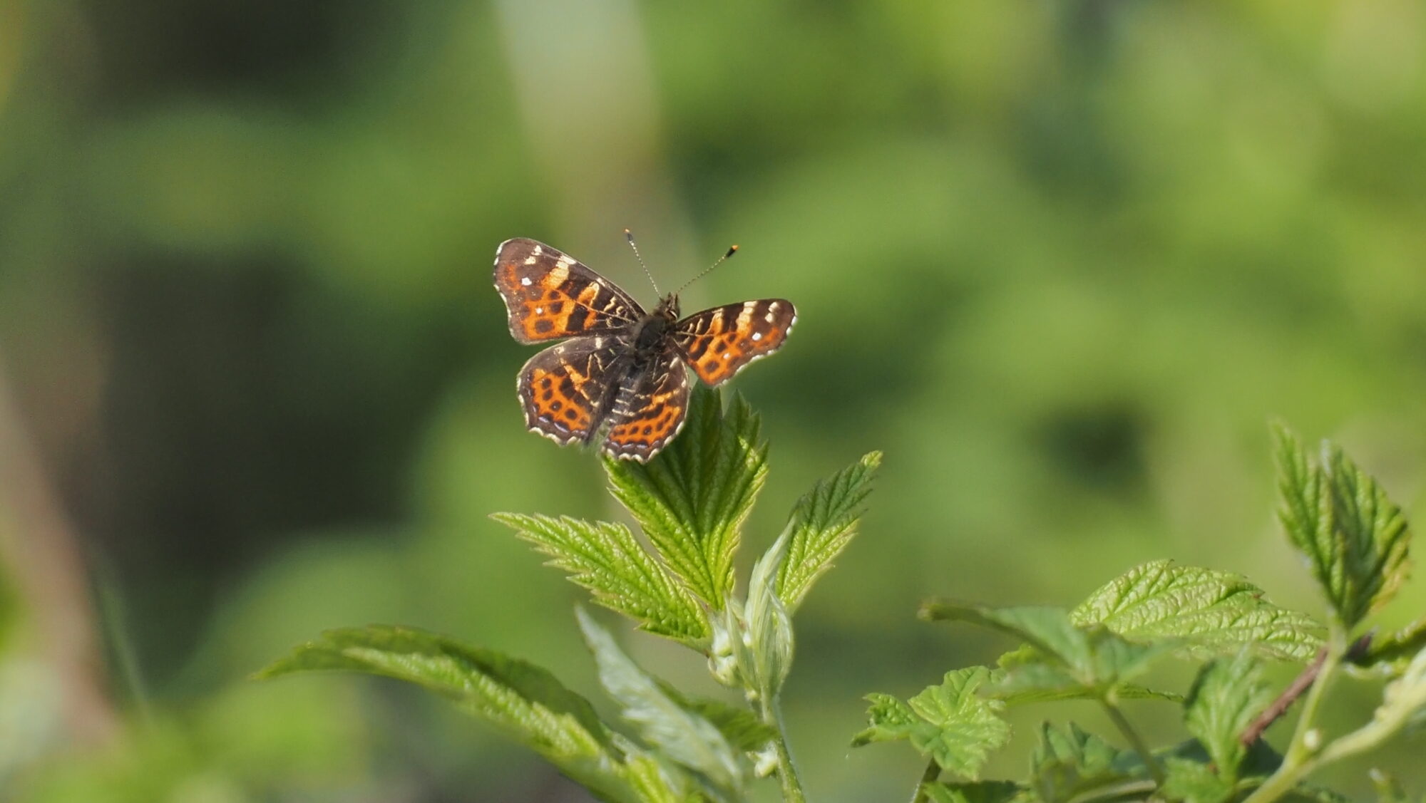 Valokuvaaja: Arja Valtonen