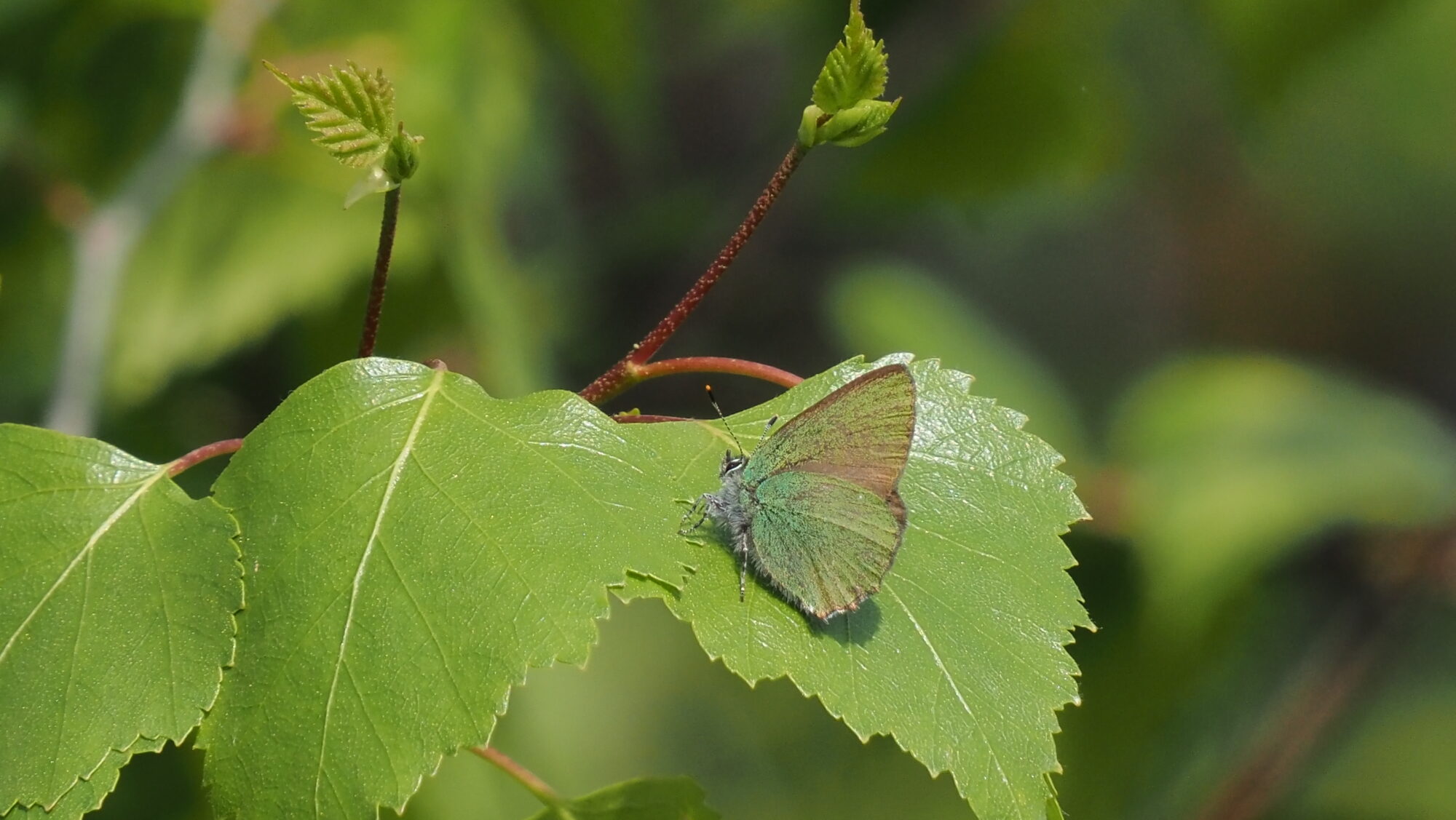 Valokuvaaja: Arja Valtonen