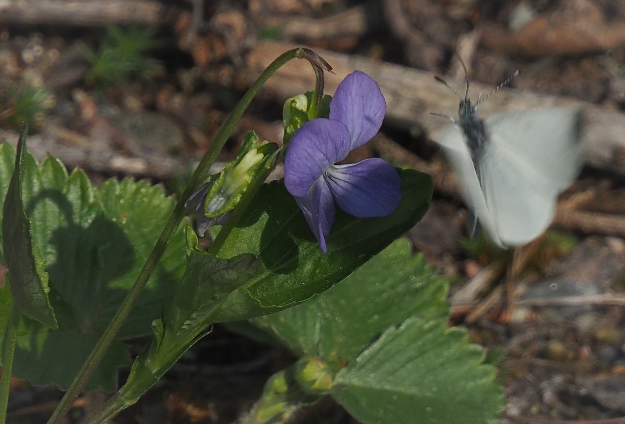 Valokuvaaja: Arja Valtonen