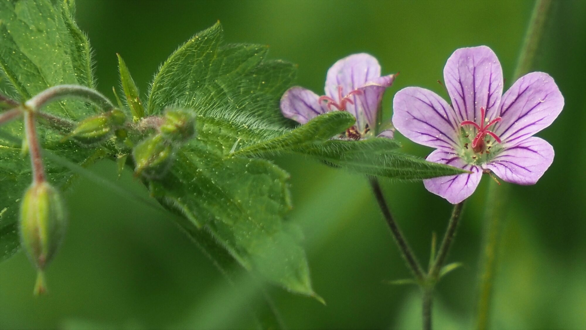 Valokuvaaja: Arja Valtonen