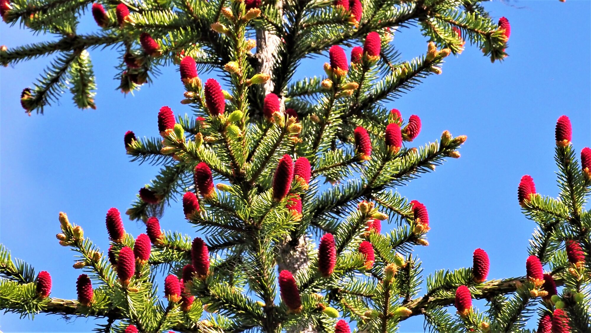 Valokuvaaja: Arja Valtonen