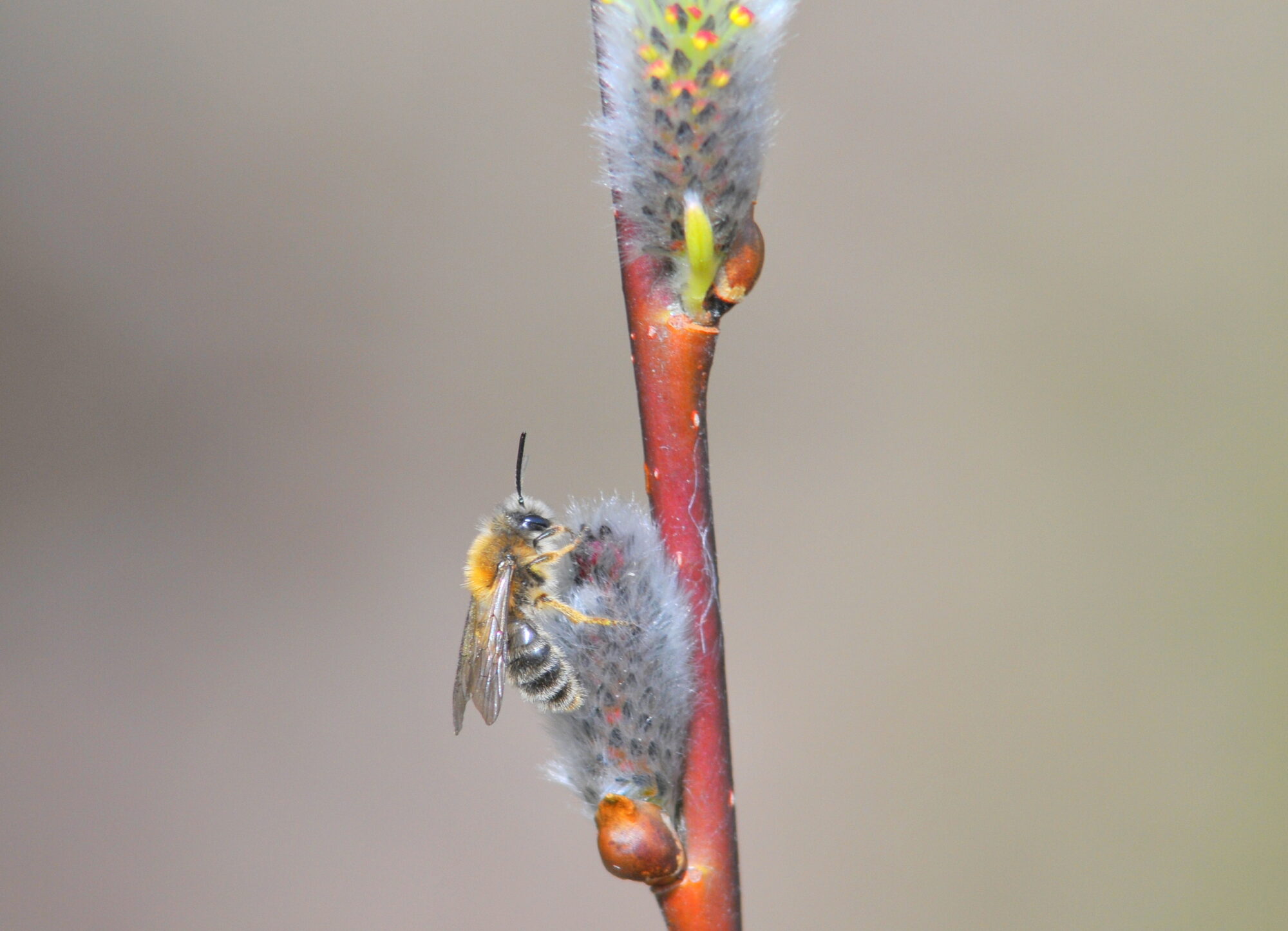 Valokuvaaja: Kaarlo Asikainen