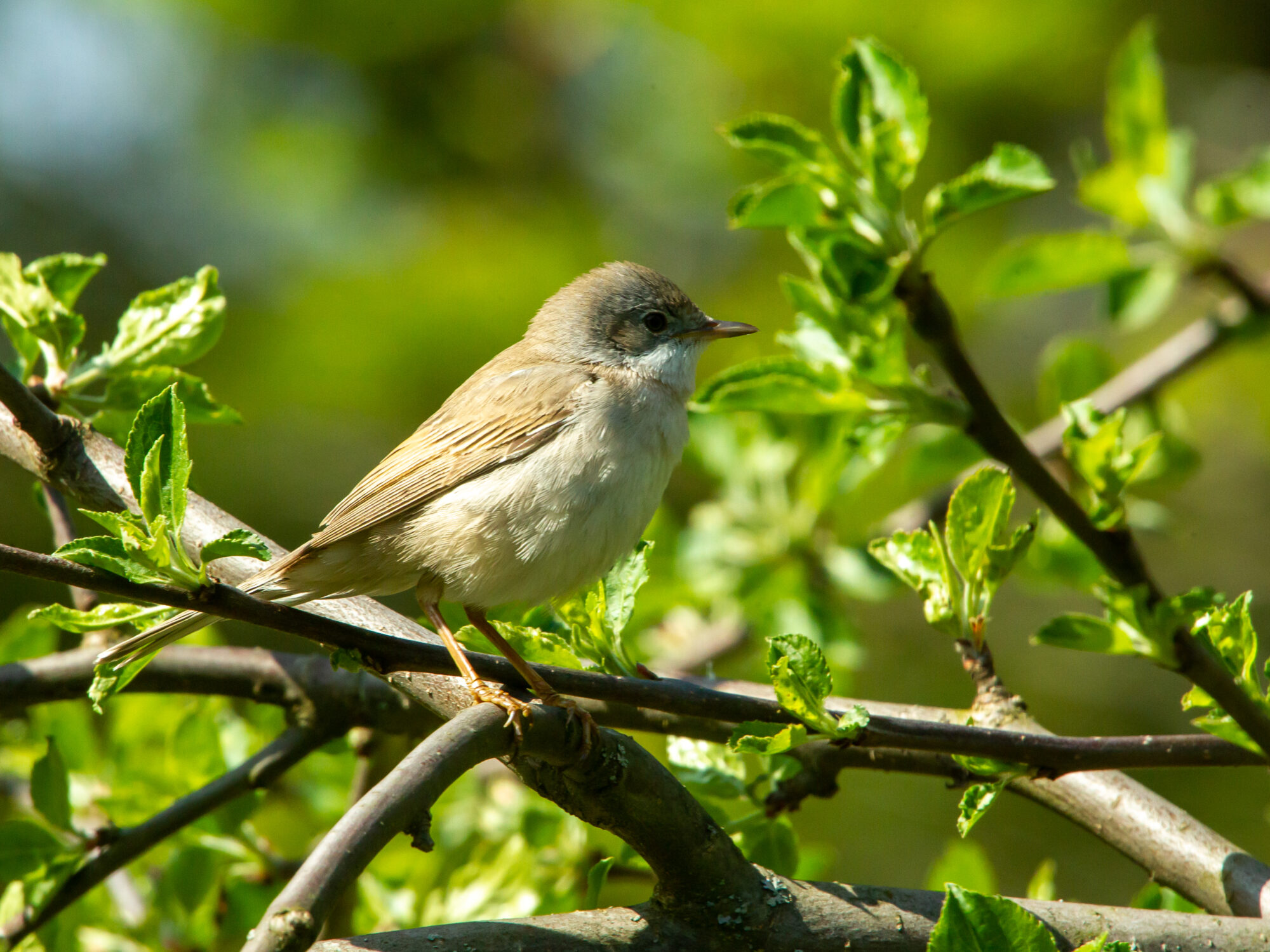 Valokuvaaja: Israel Stenman