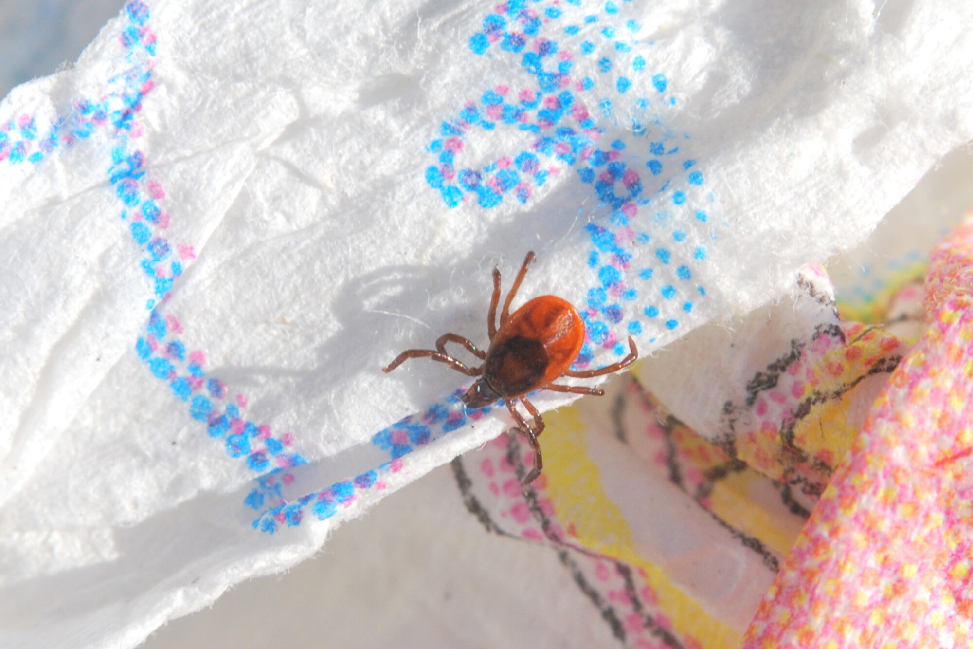 Valokuvaaja: Kaarlo Asikainen