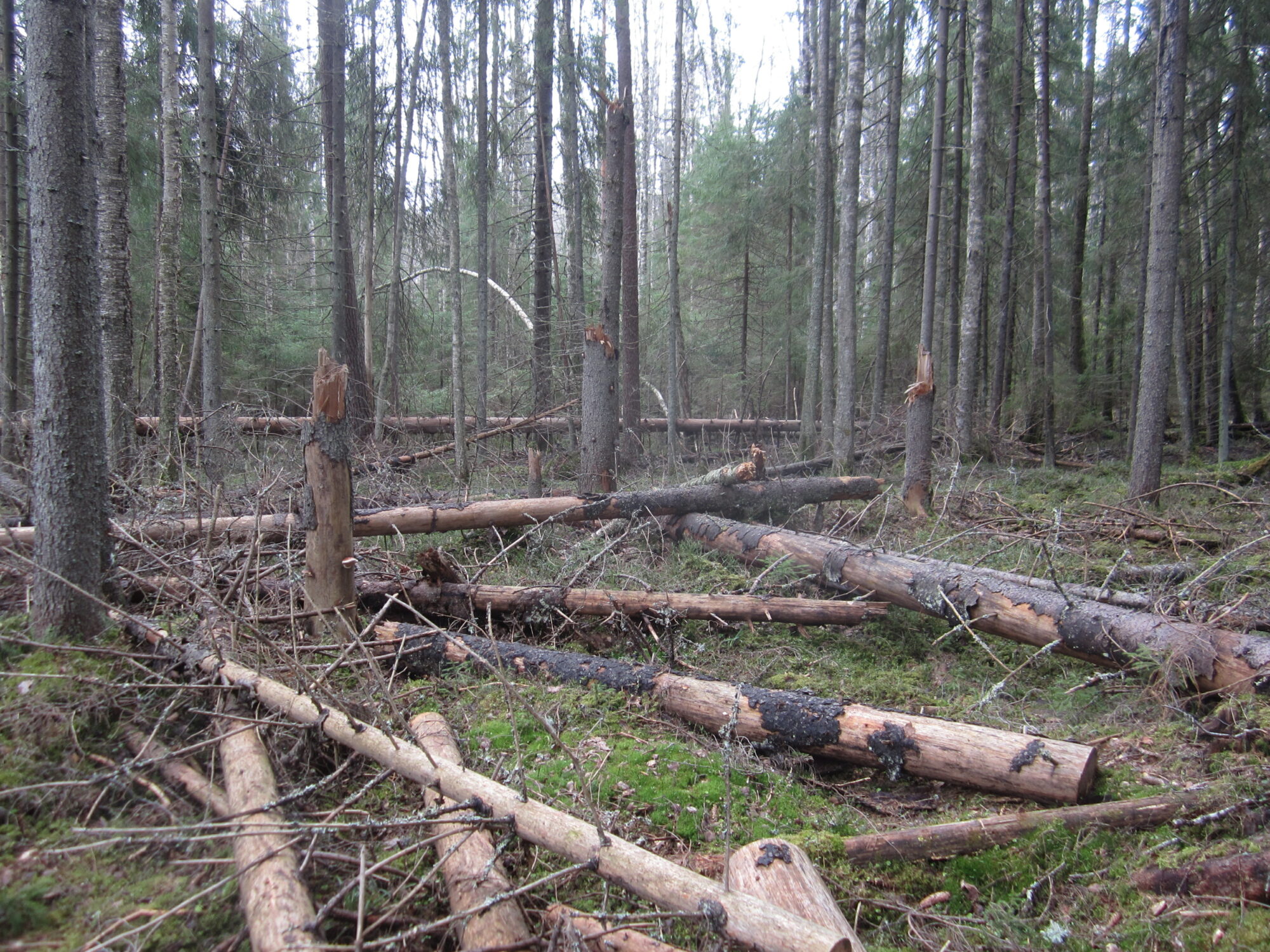 Valokuvaaja: Marita Portin