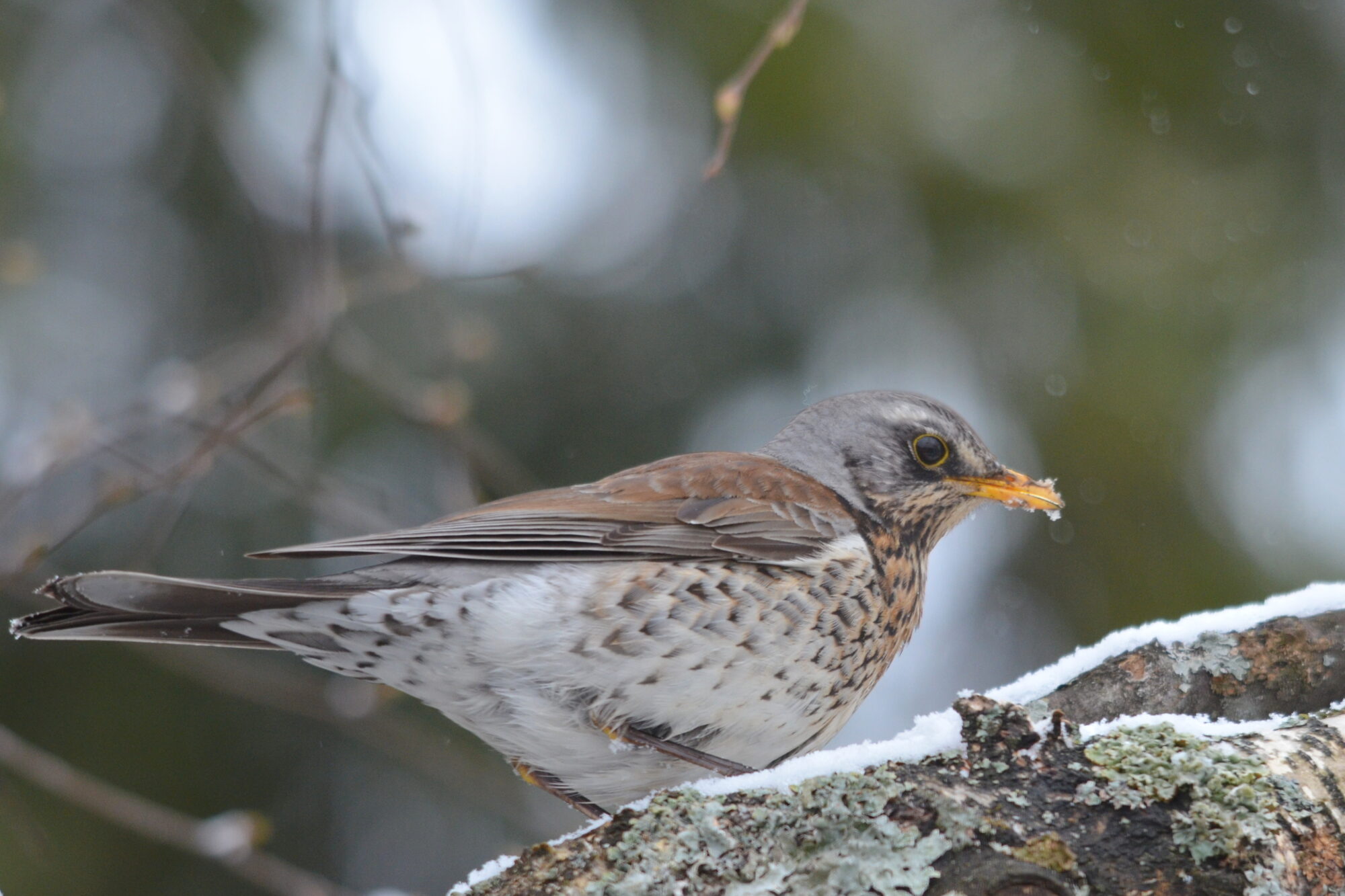 Valokuvaaja: Kaarlo Asikainen