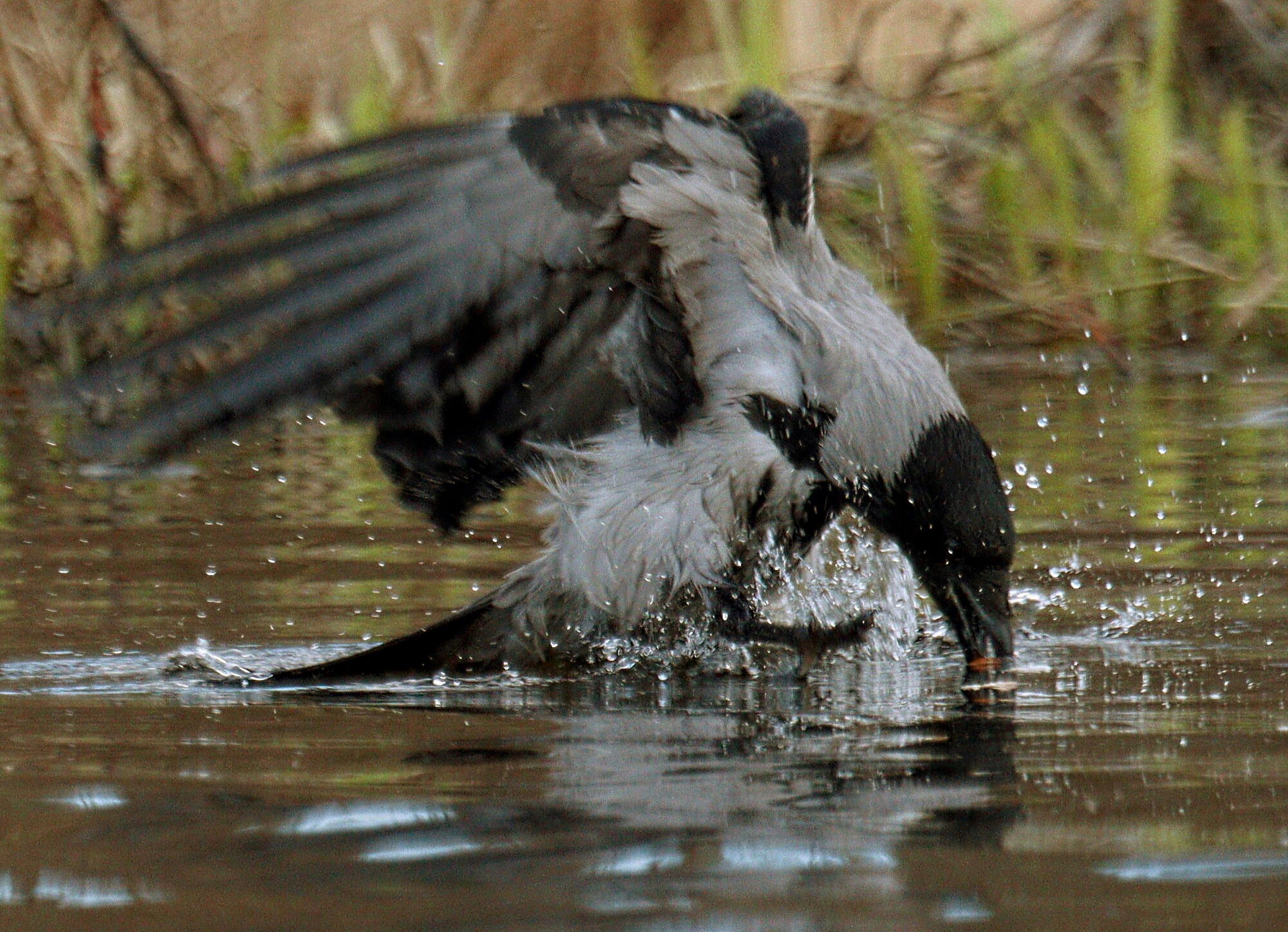 Valokuvaaja: Ritva Nieminen
