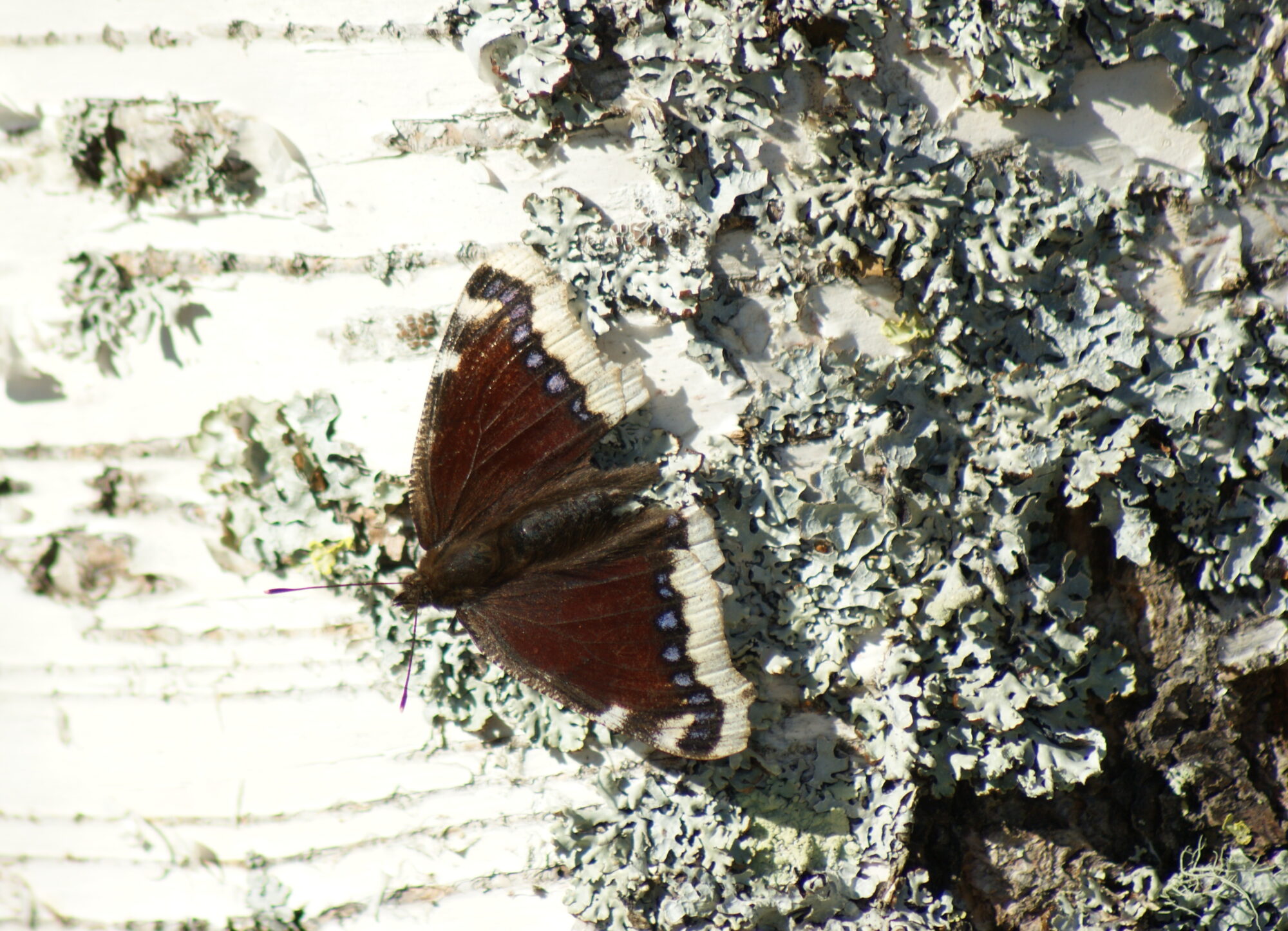 Valokuvaaja: Toni Asikainen