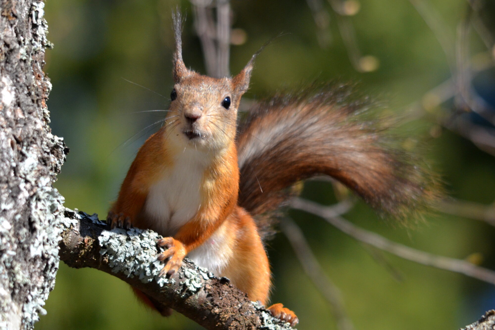 Valokuvaaja: Kaarlo Asikainen