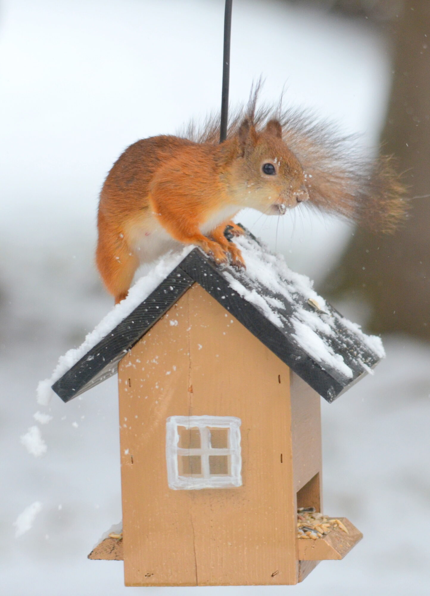 Valokuvaaja: Kaarlo Asikainen
