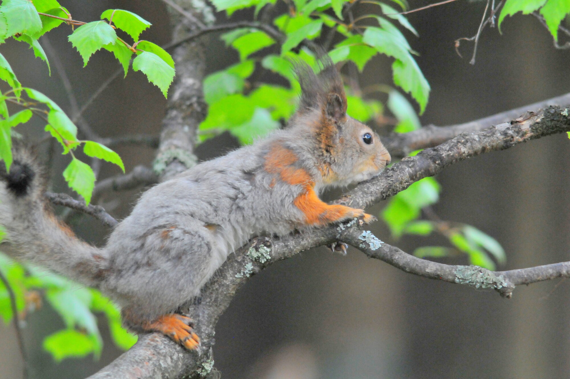 Valokuvaaja: Kaarlo Asikainen